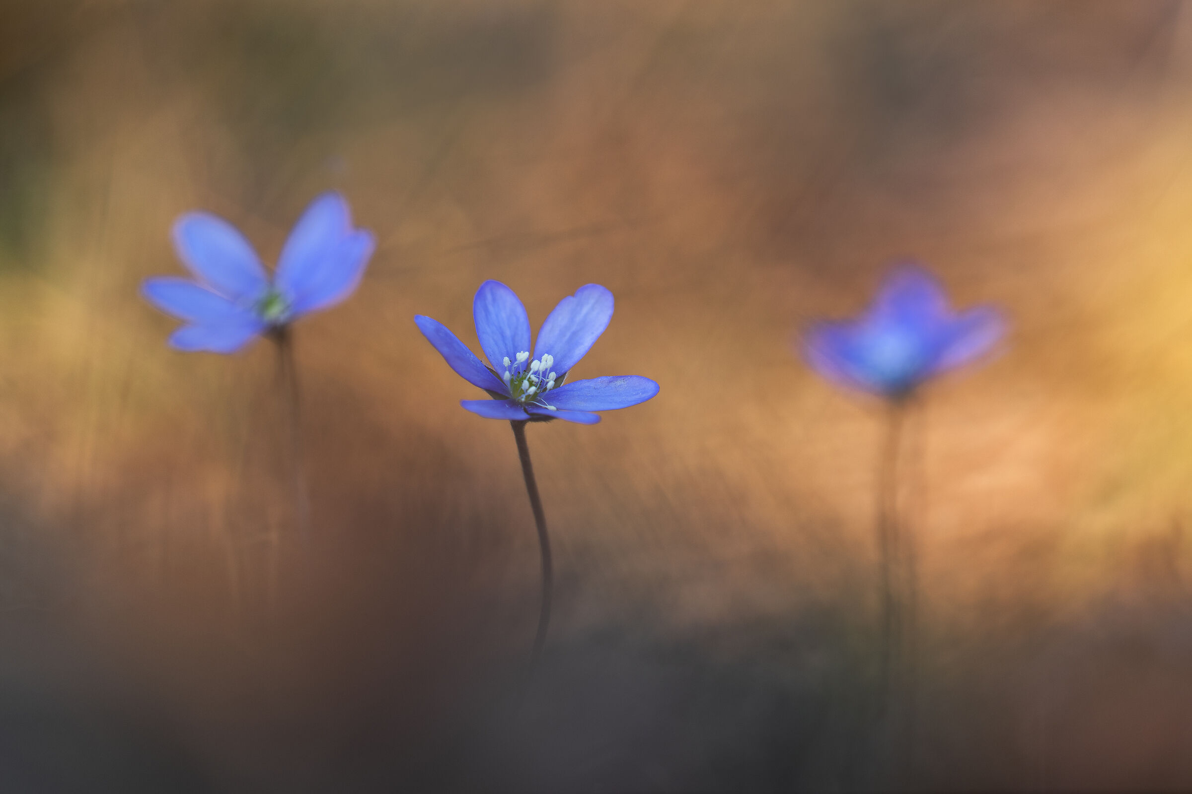 Hepatica nobilis