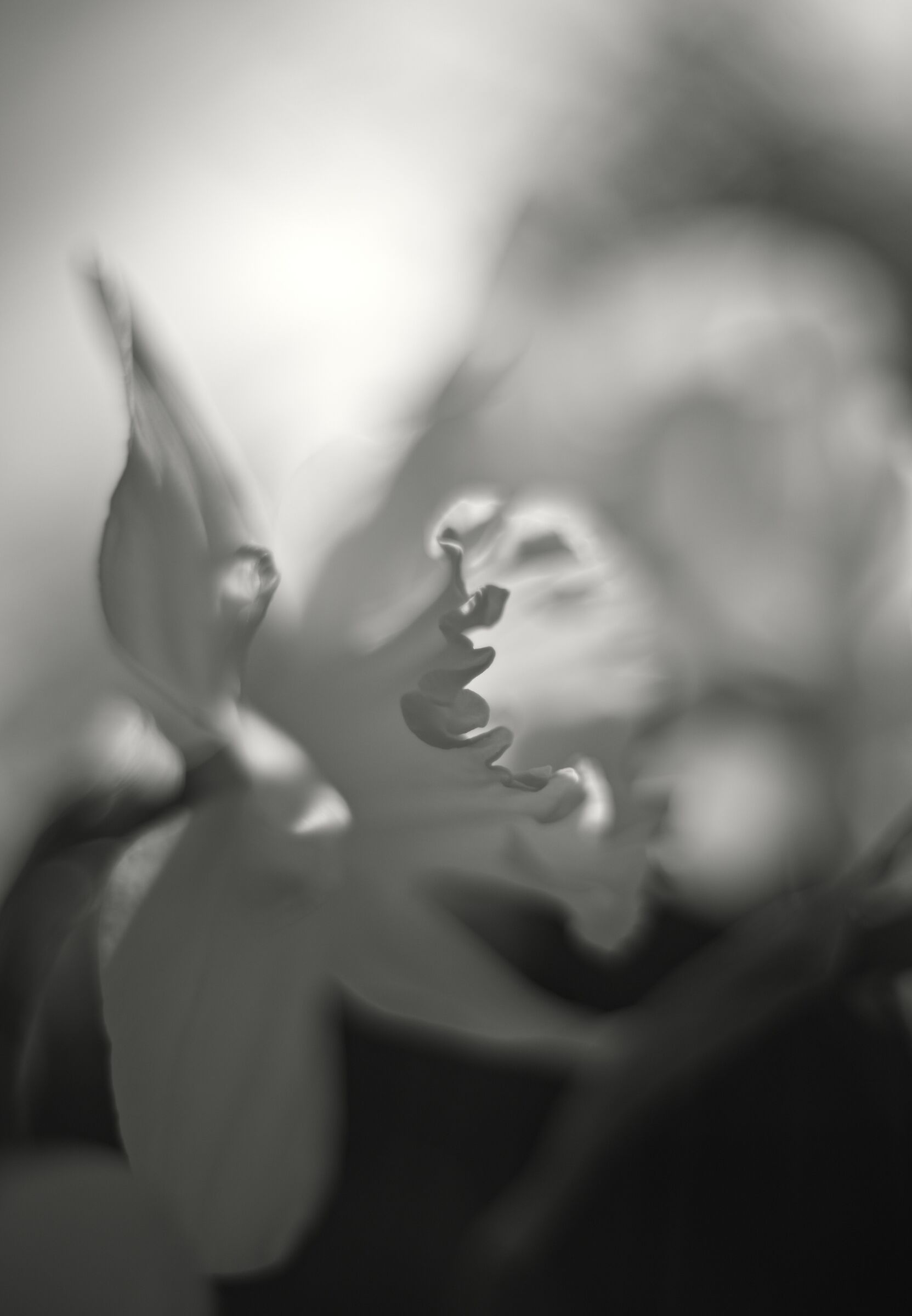 Narciso / versione BN