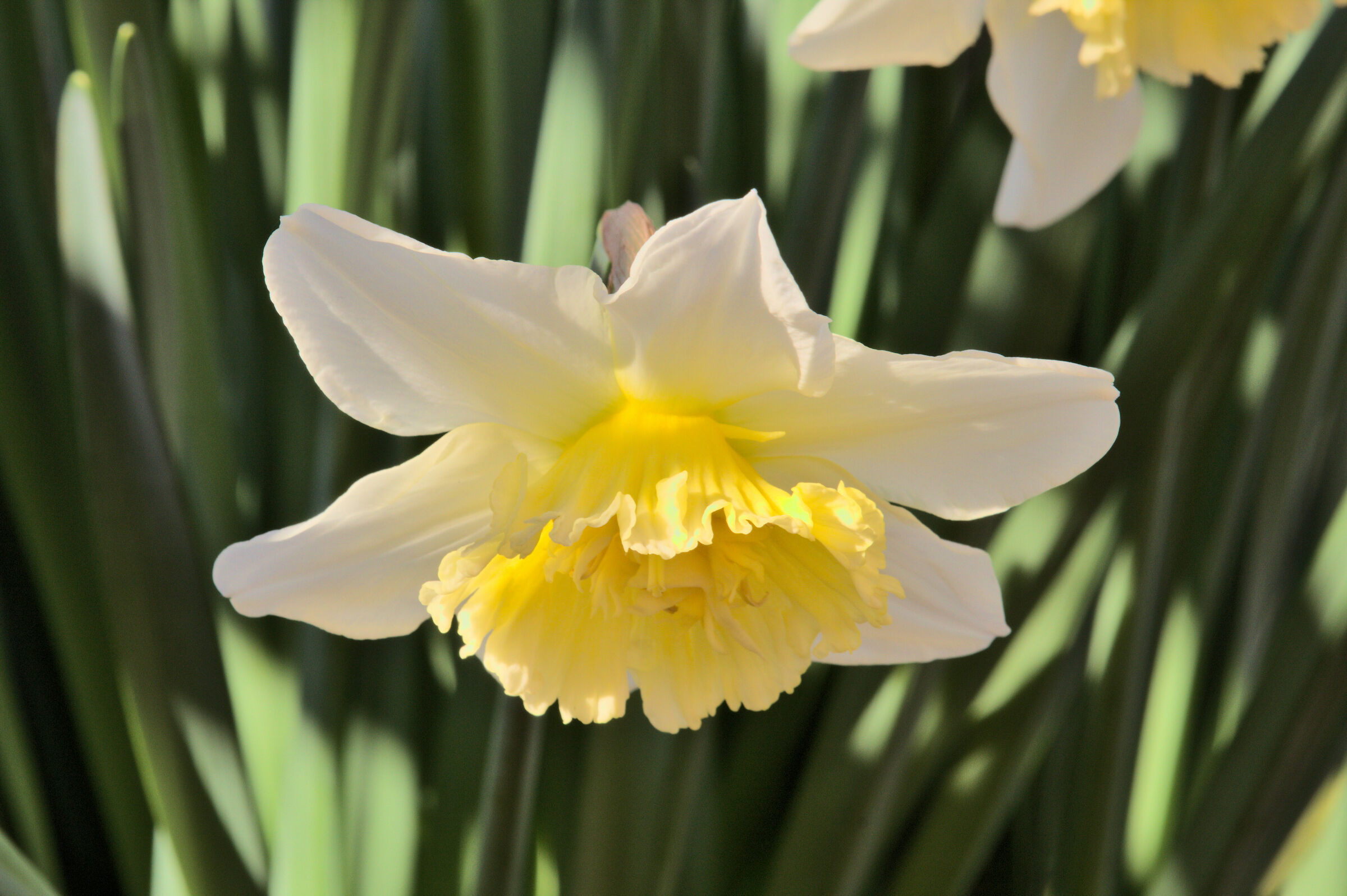 Narcissus