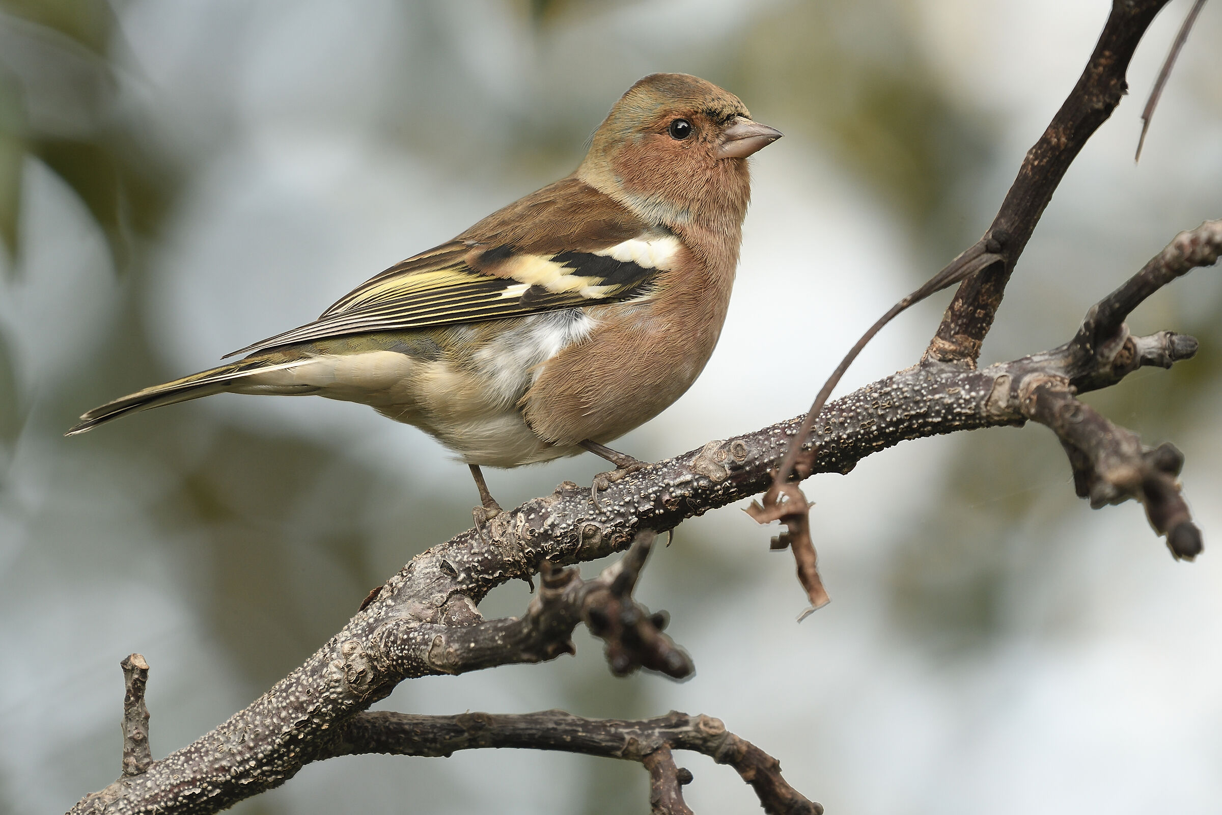 Chaffinch