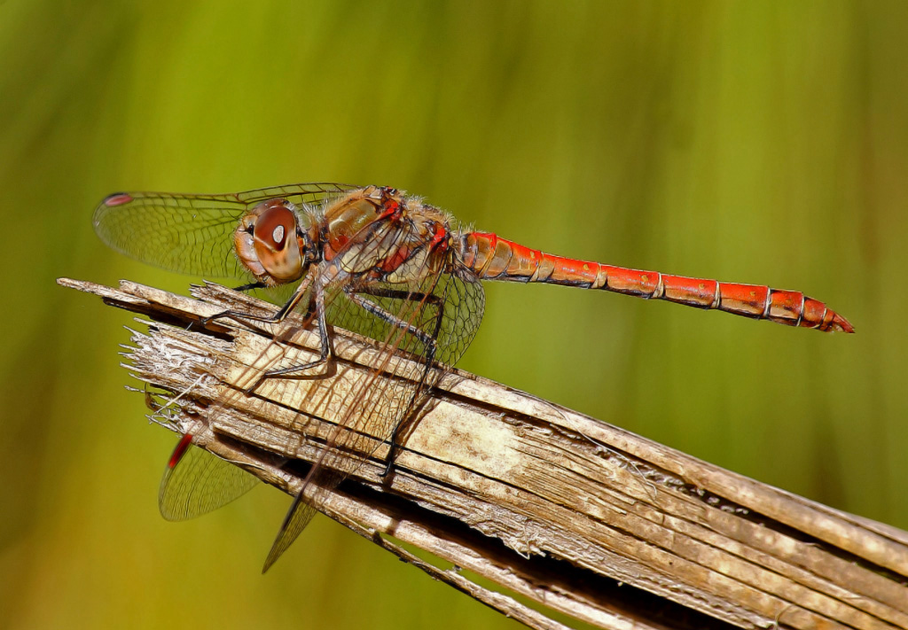 dragonfly sympetrum