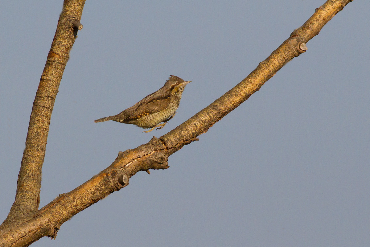 Torcicollo a Km0 in arrivo