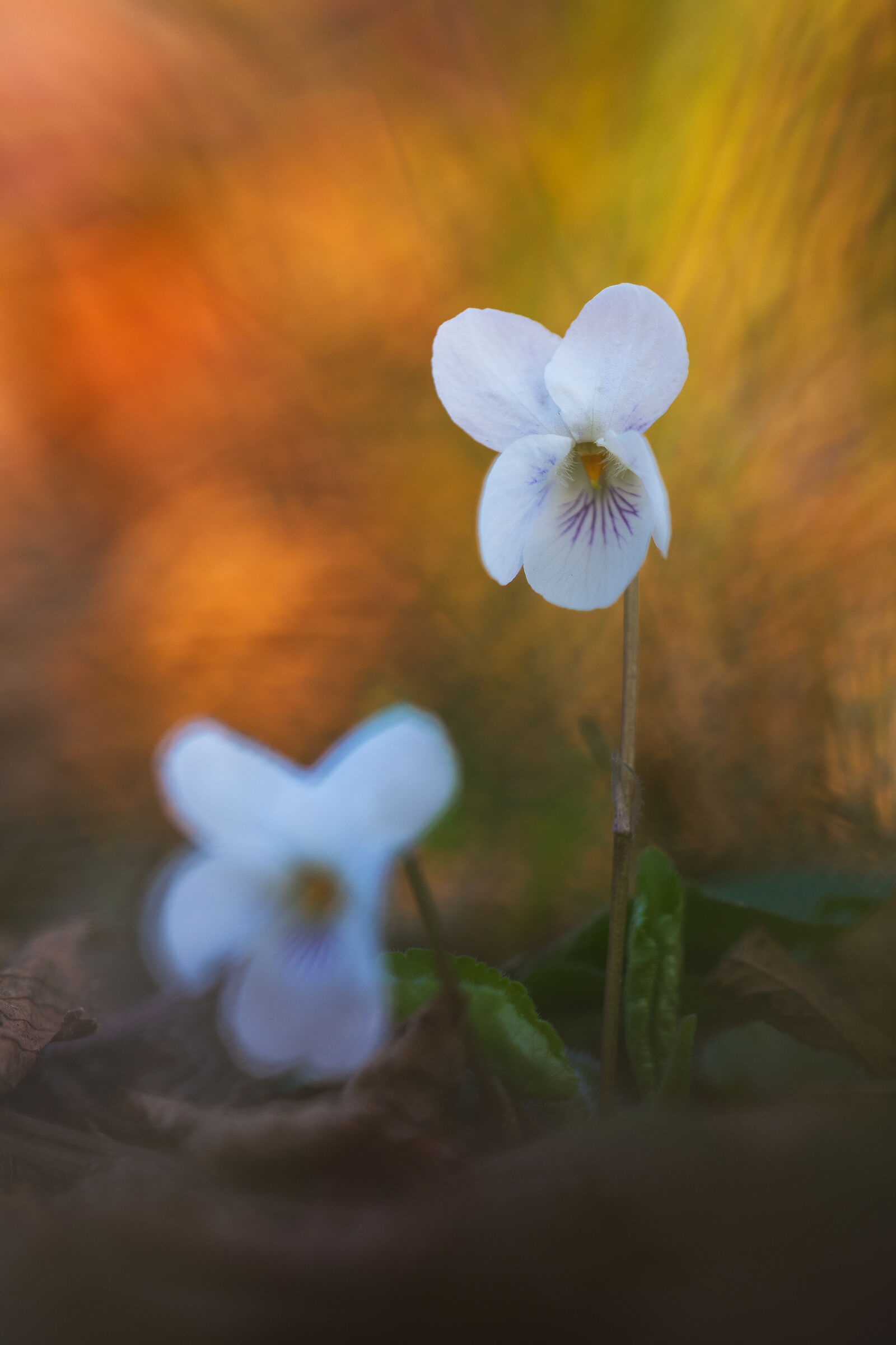 Viola alba...al tramonto