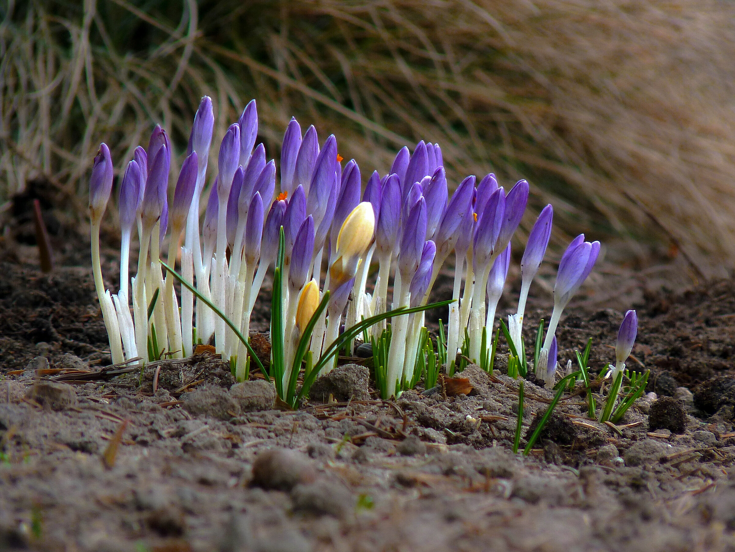 Crocus 1