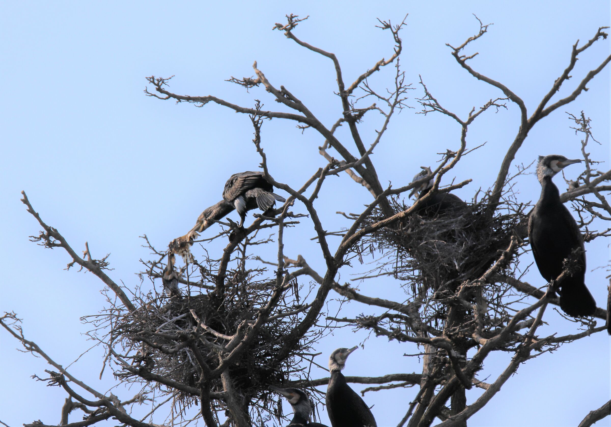 beautification nest marangone tuft