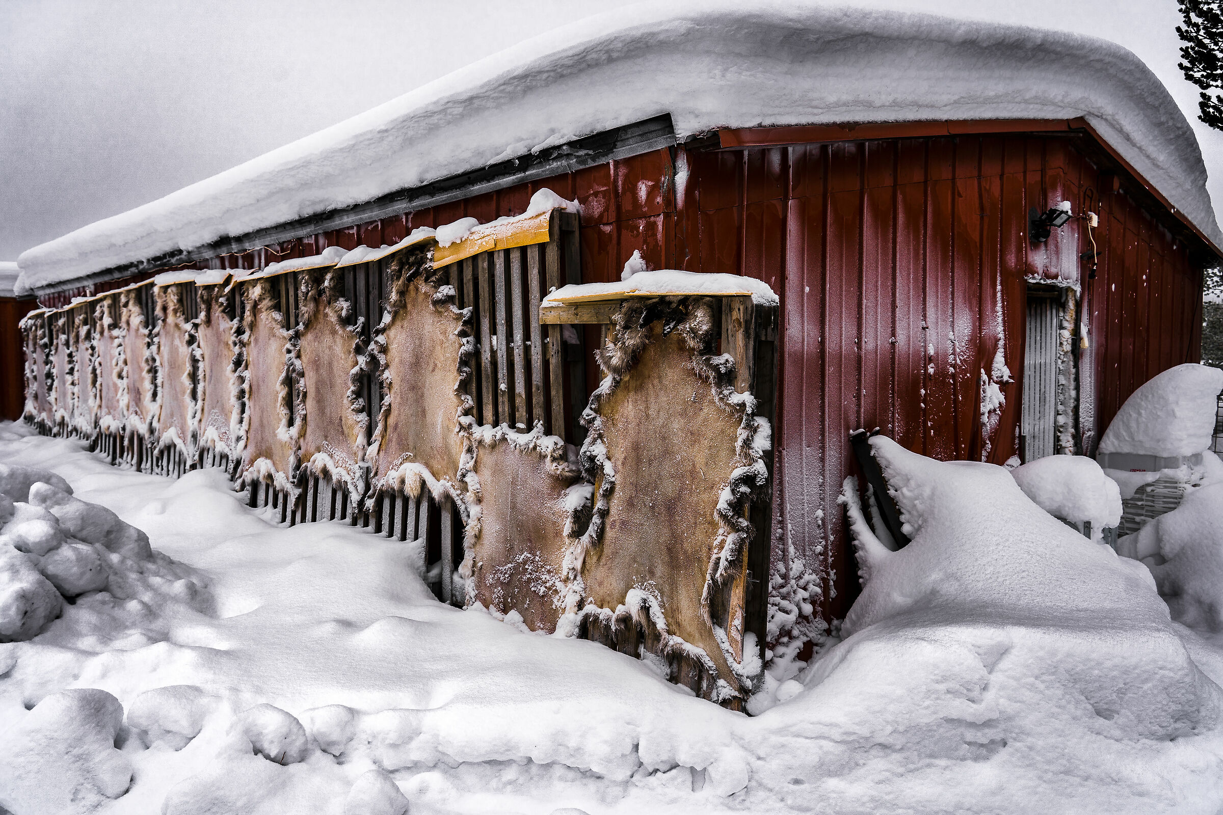 cacciatori di pellicce