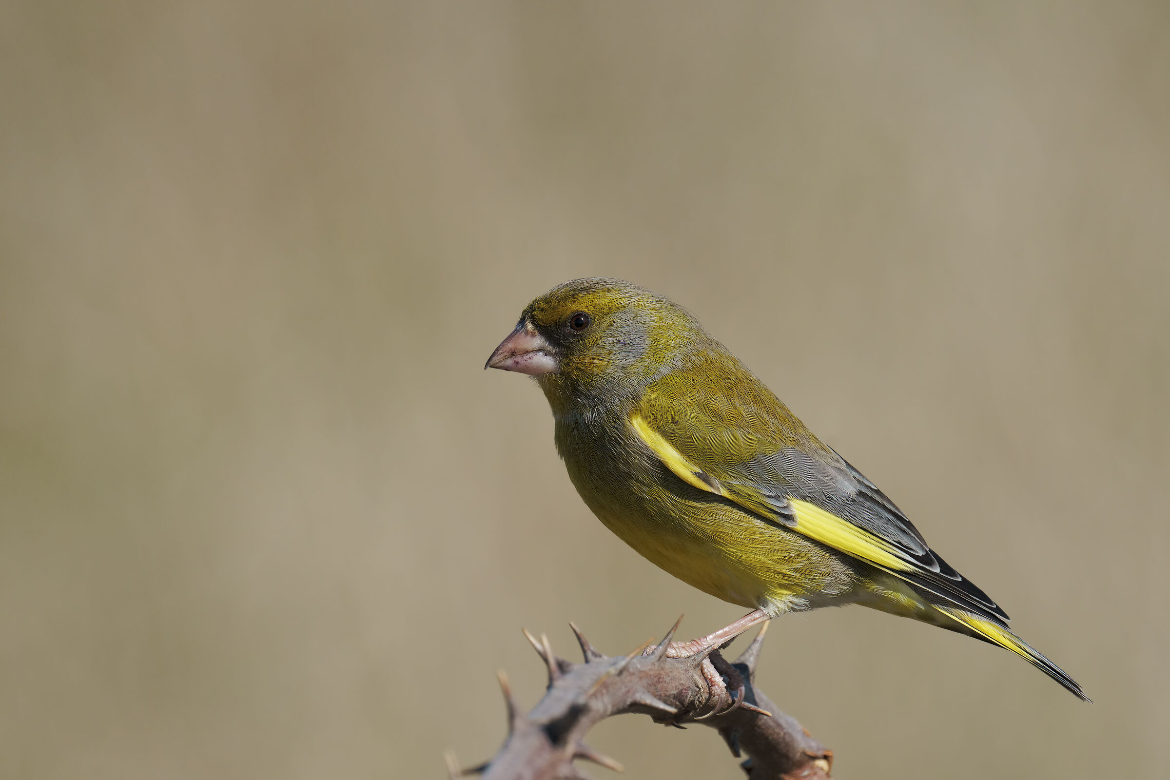 Verdone (Chloris chloris)