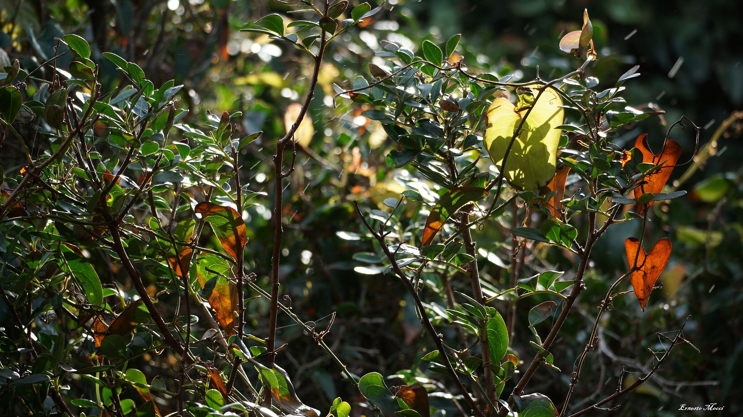 Latebra of Light and Hope