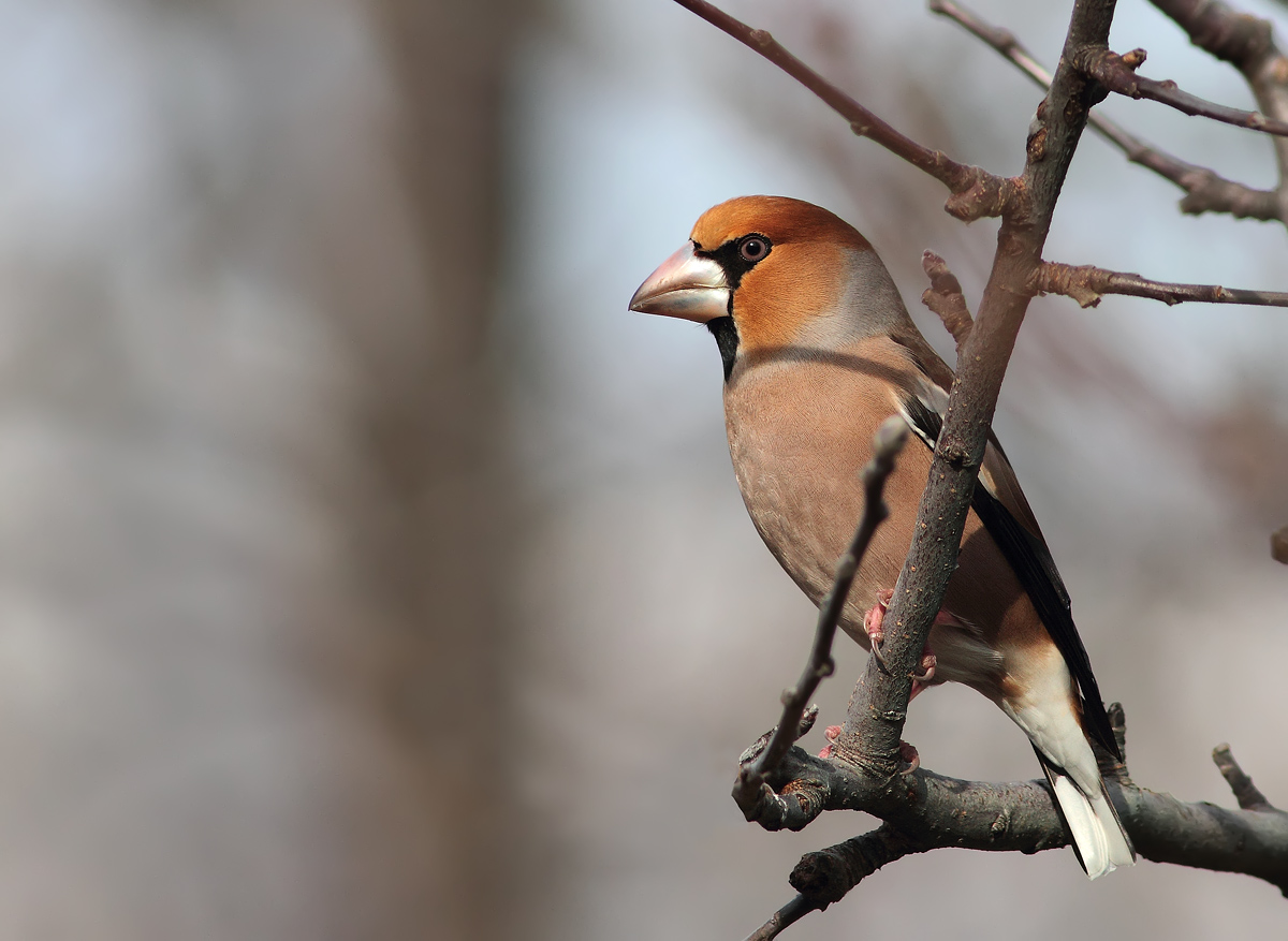 Hawfinch