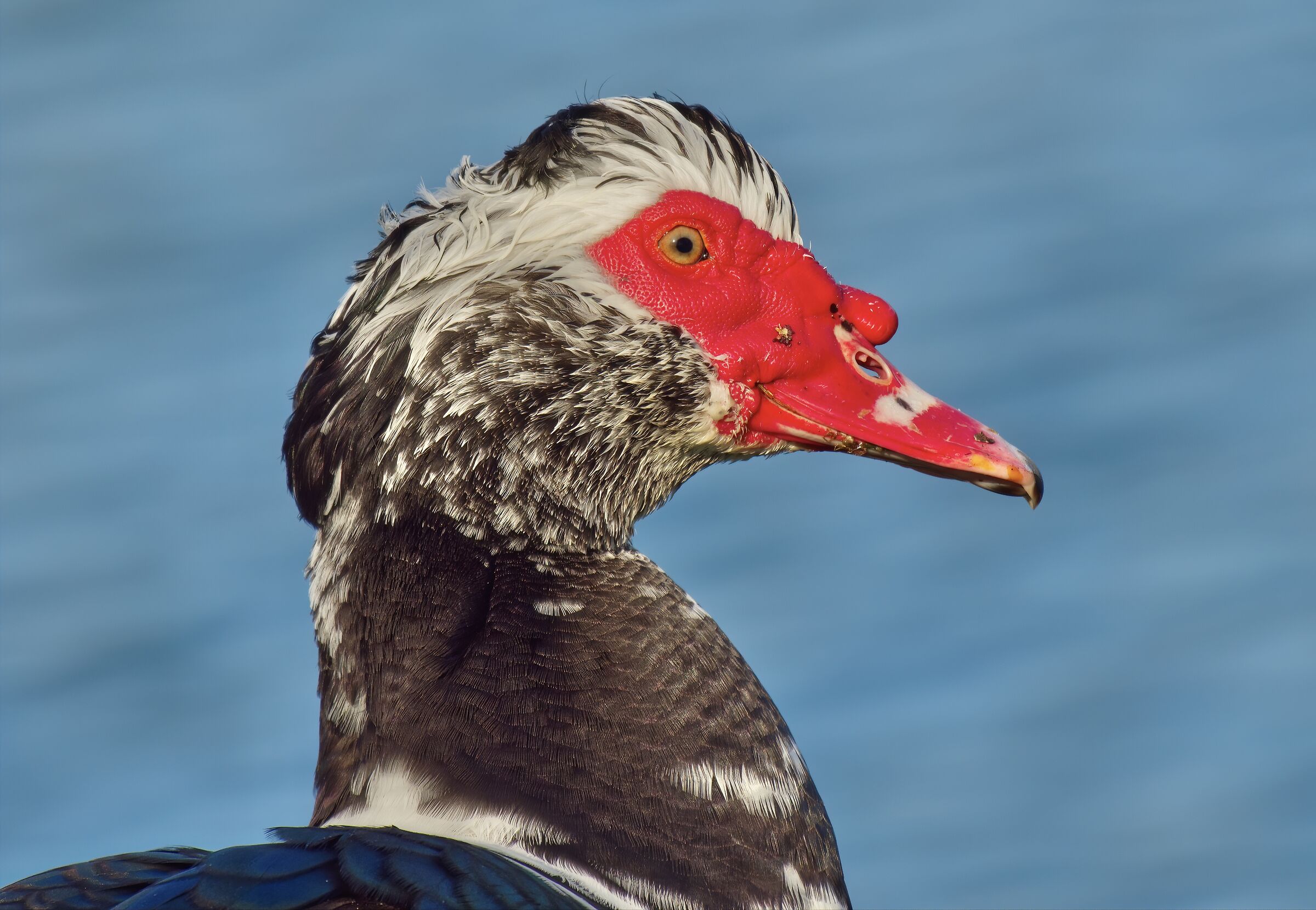 Mute duck