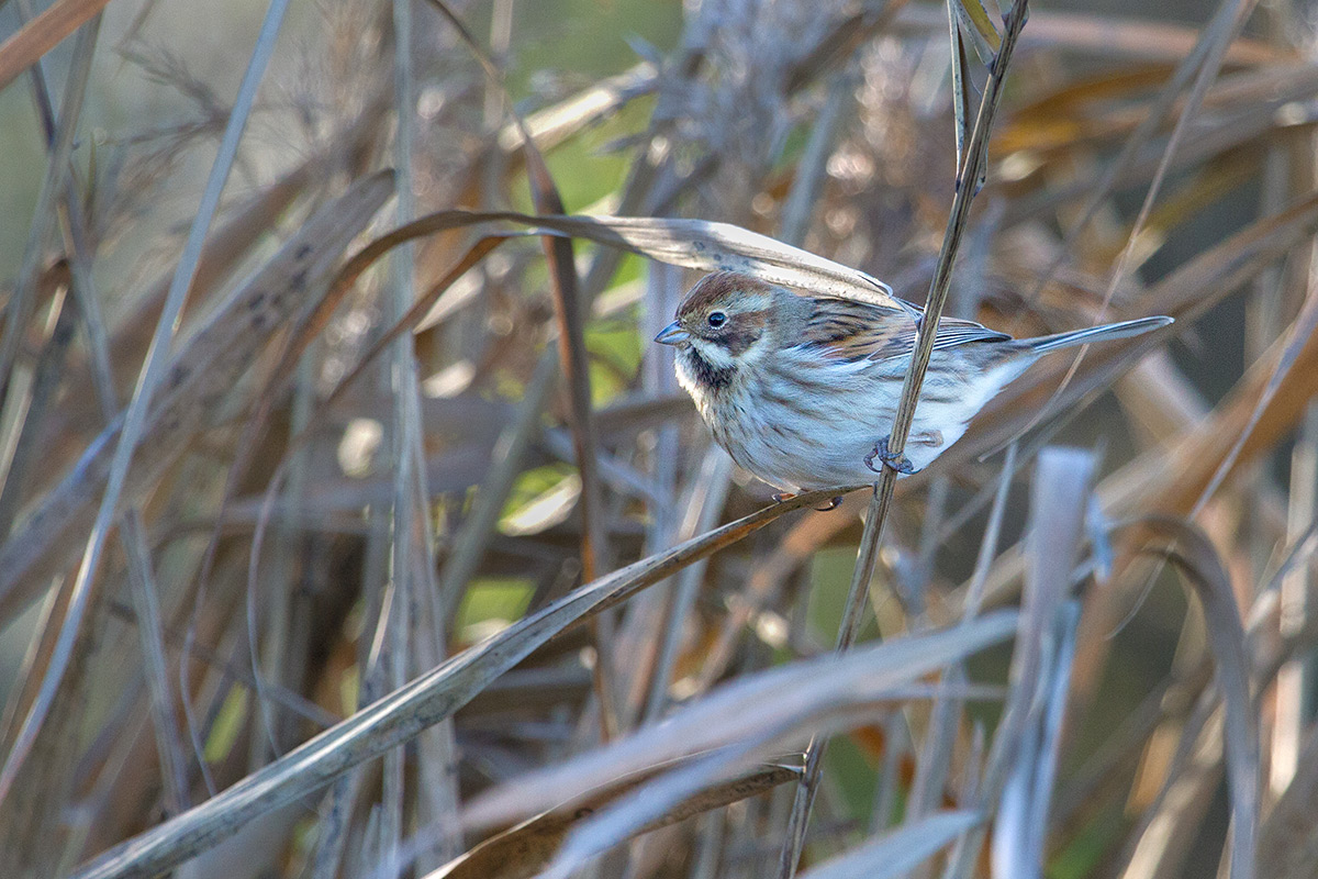 Migliarino di palude nel suo ambiente