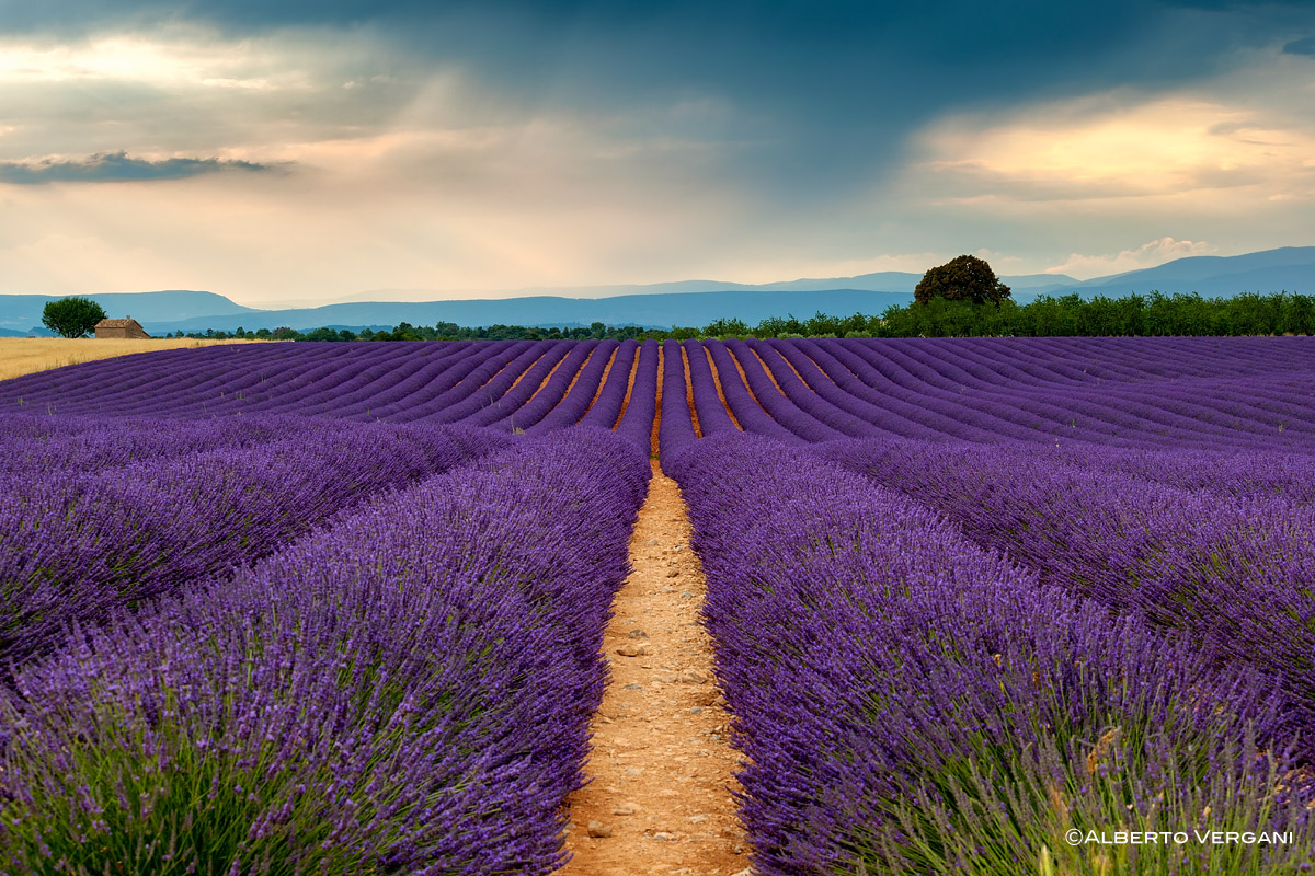 Plateau of Valensole