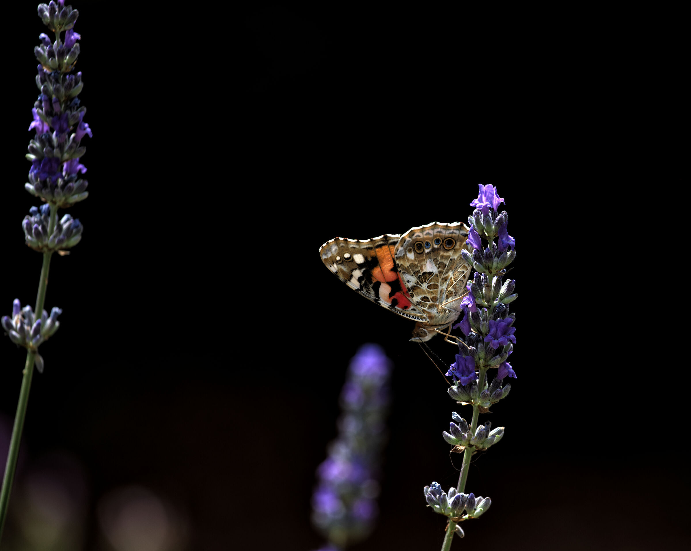 Una farfalla... non fa primavera!