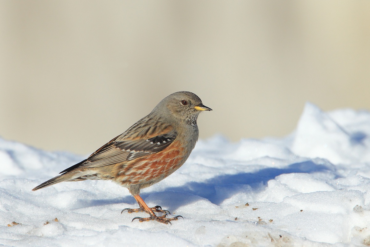 Accentor (Prunella collaris)