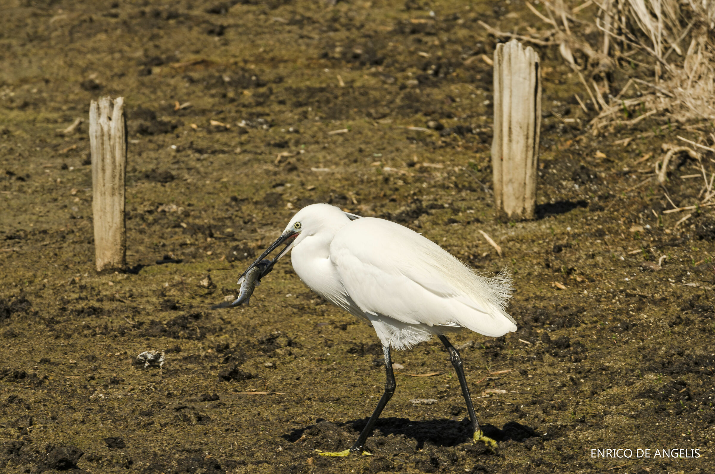 Garzetta with prey