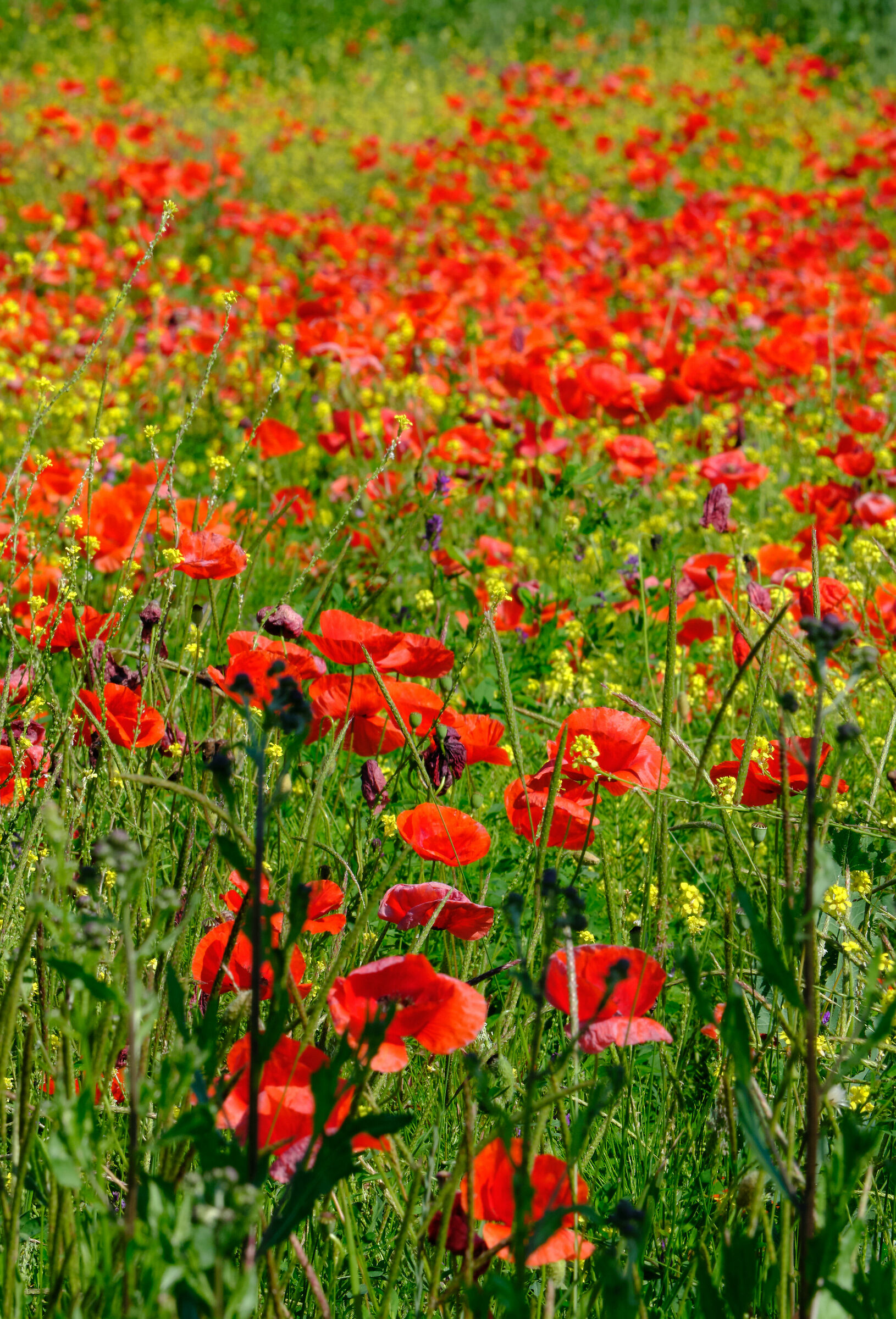 Poppies