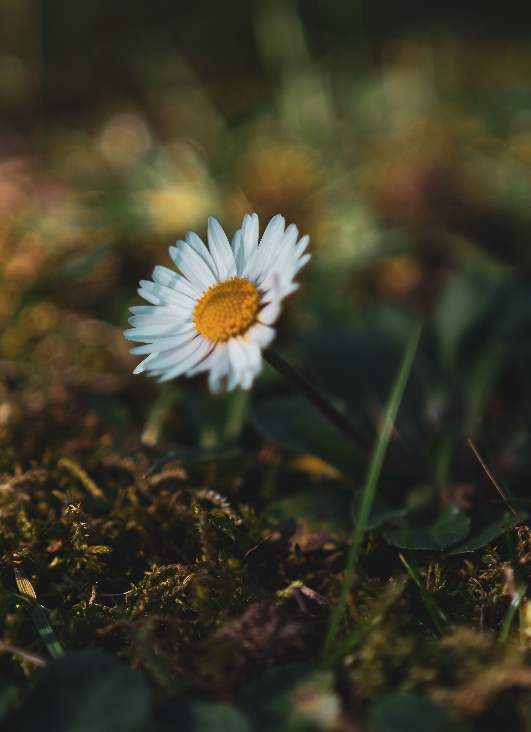 Primavera