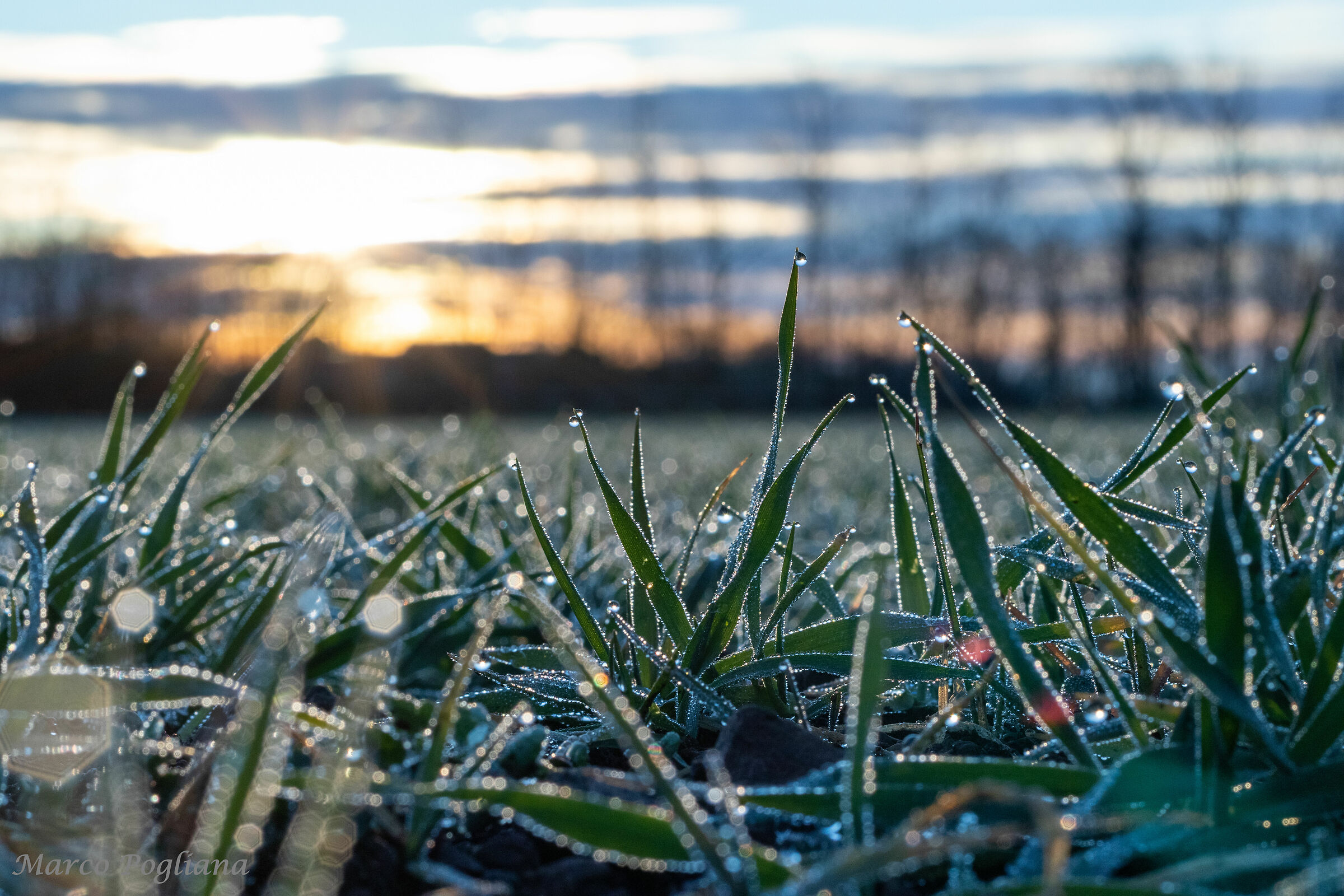 Così in un campo a Marzo