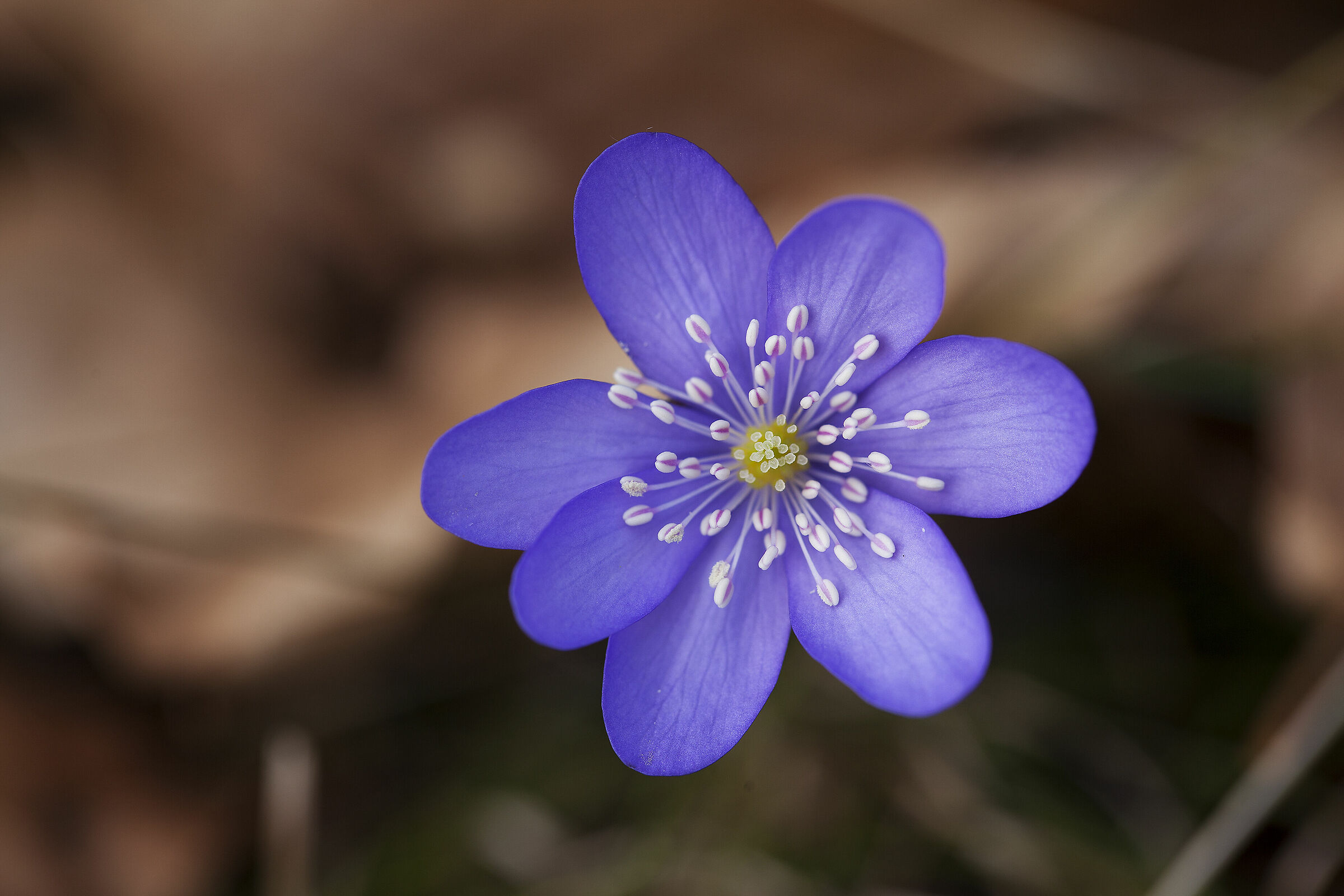 Hepatica Nobilis