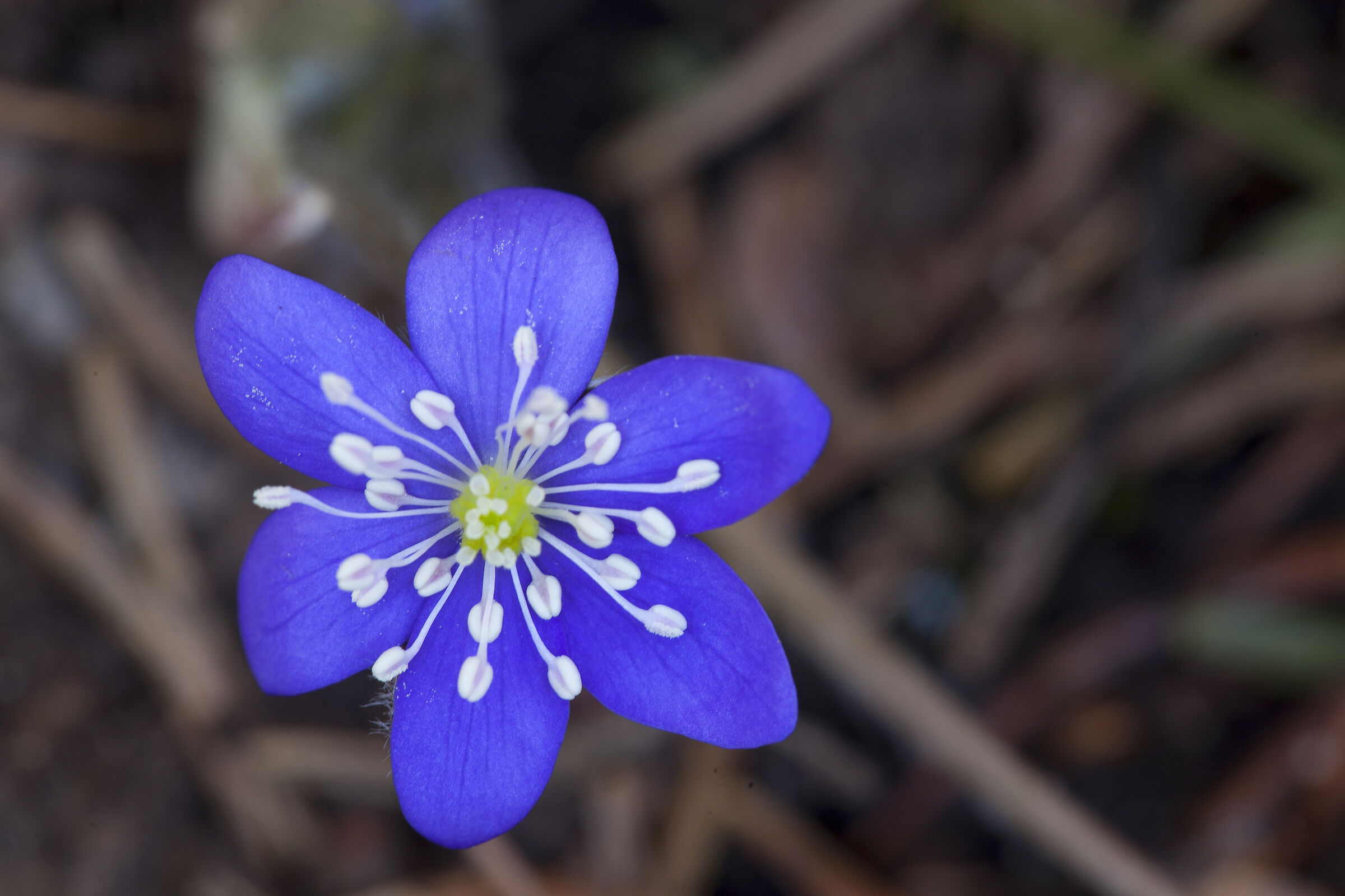 Hepatica Nobilis