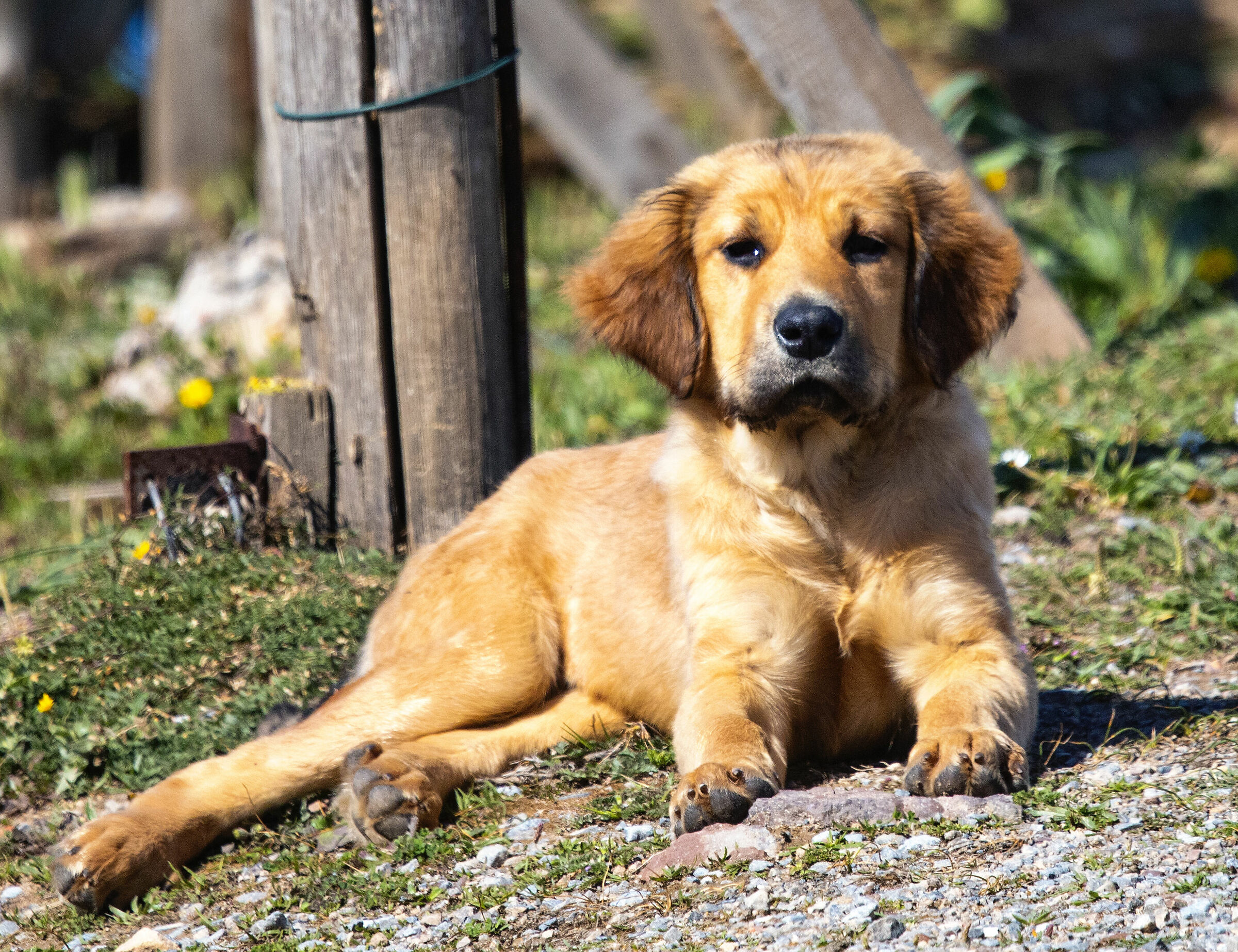 Il cucciolo della laguna