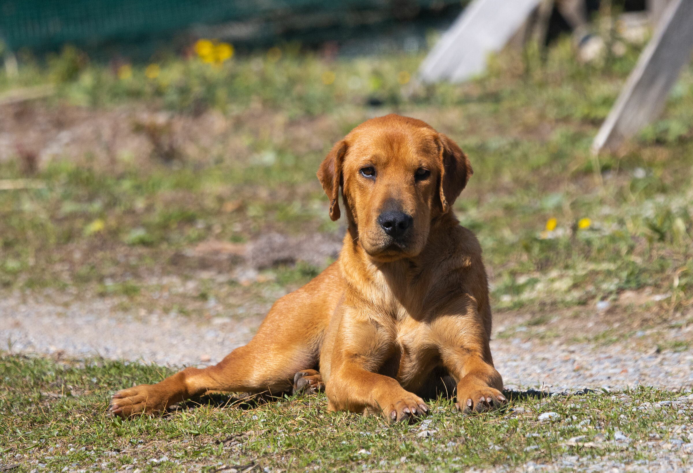 Il guardiano della Laguna