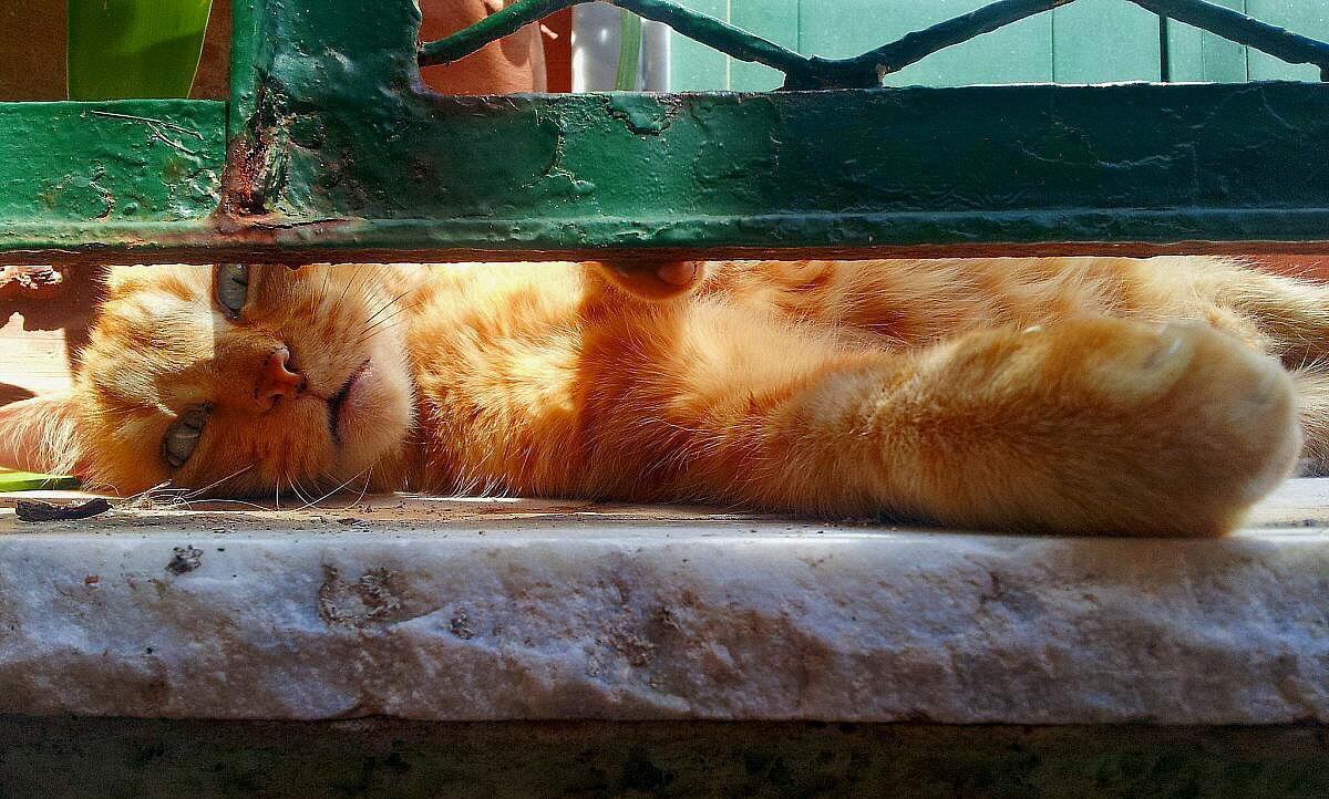 Vieni che non ti fo' nulla!