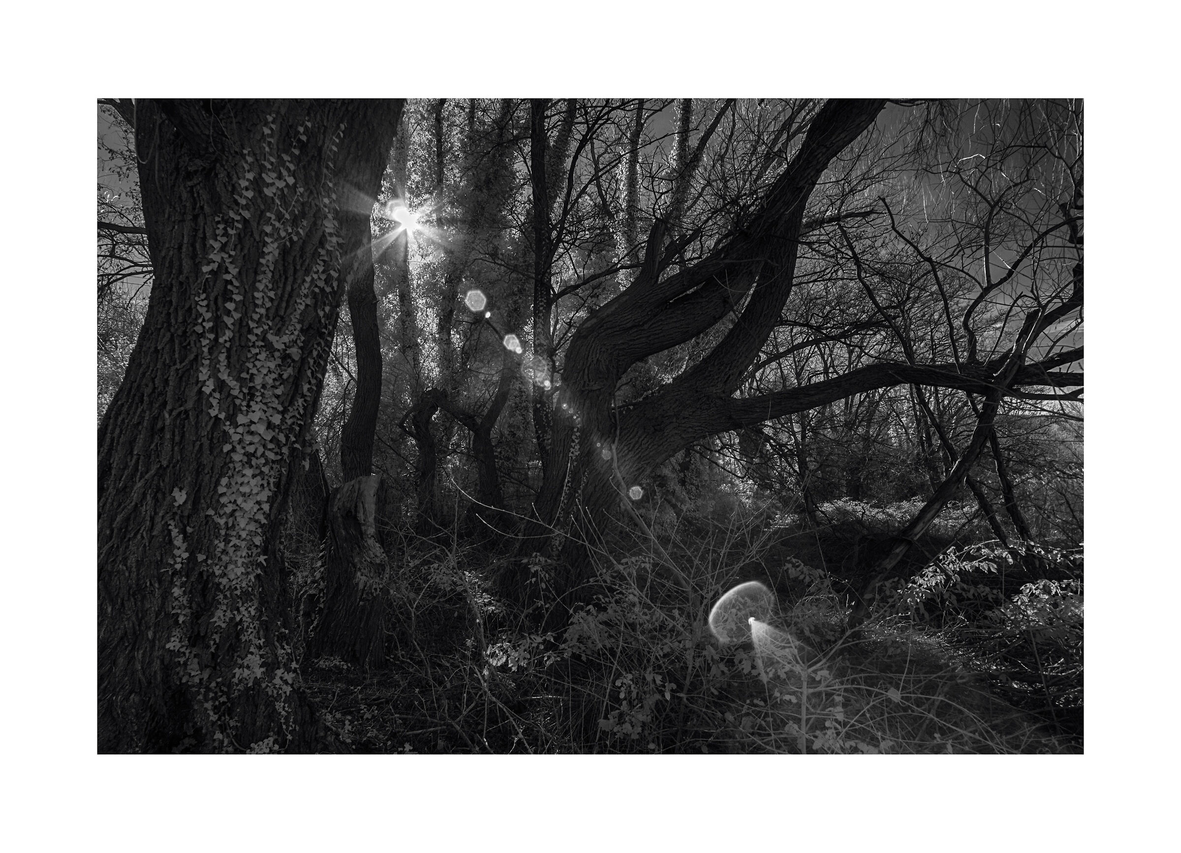 La foresta incantata