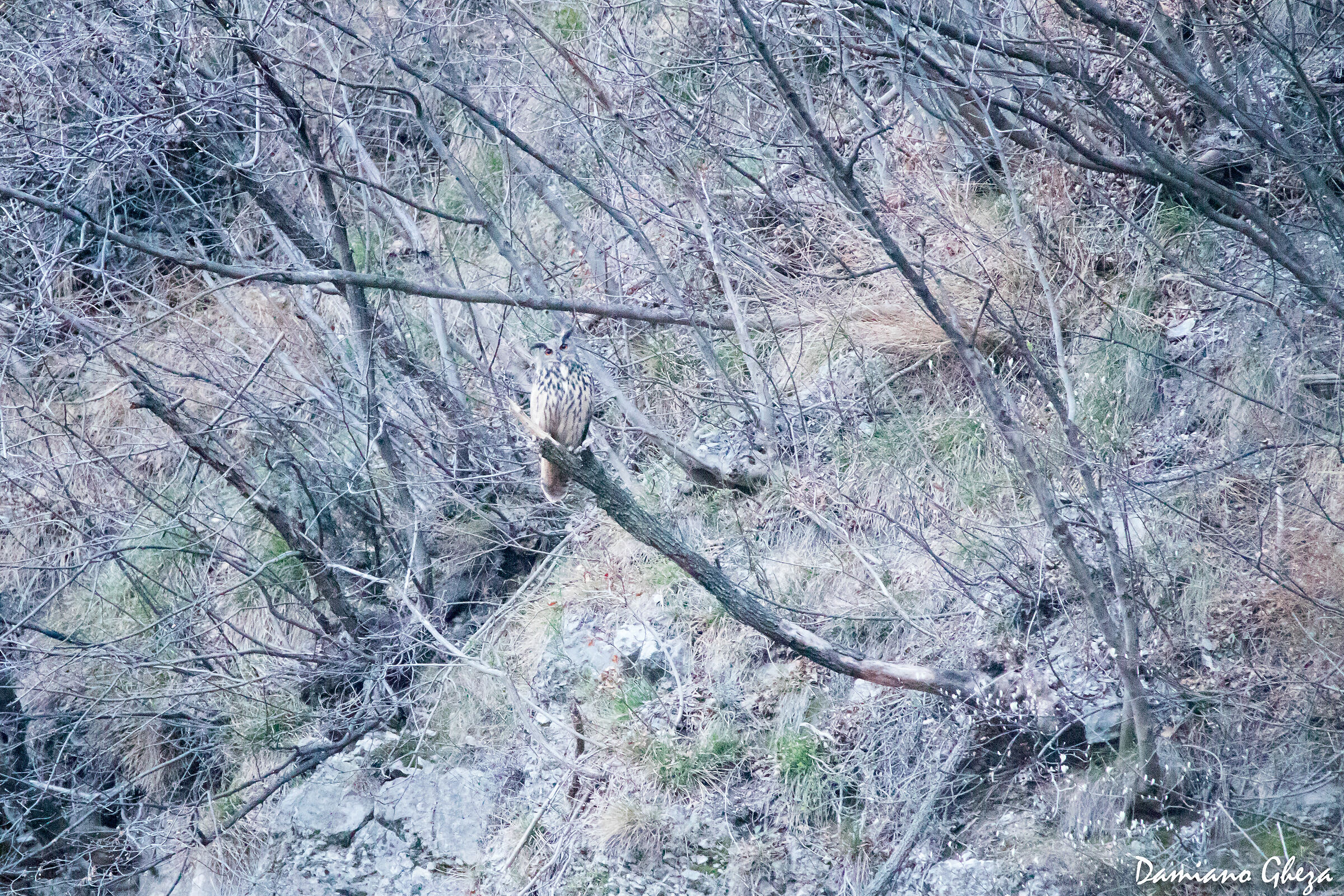 Il re della notte... Gufo reale!!!