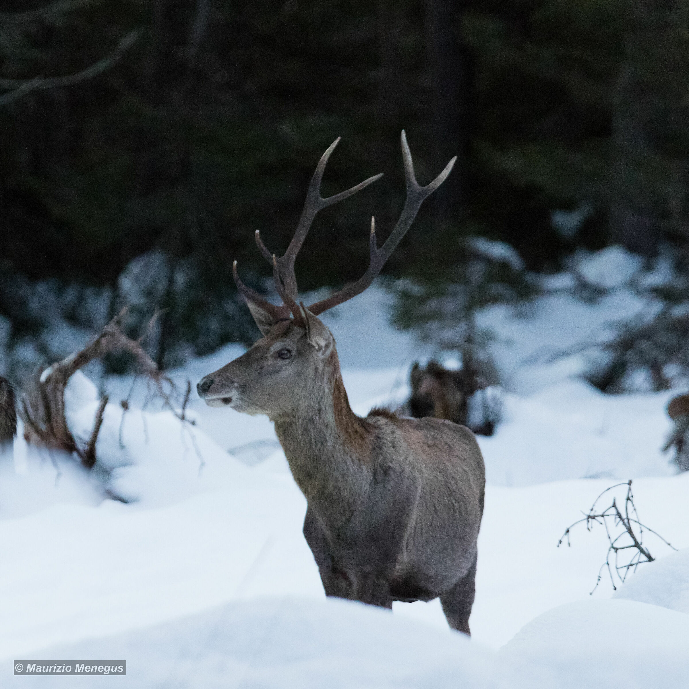 Cervo Marzo 2020