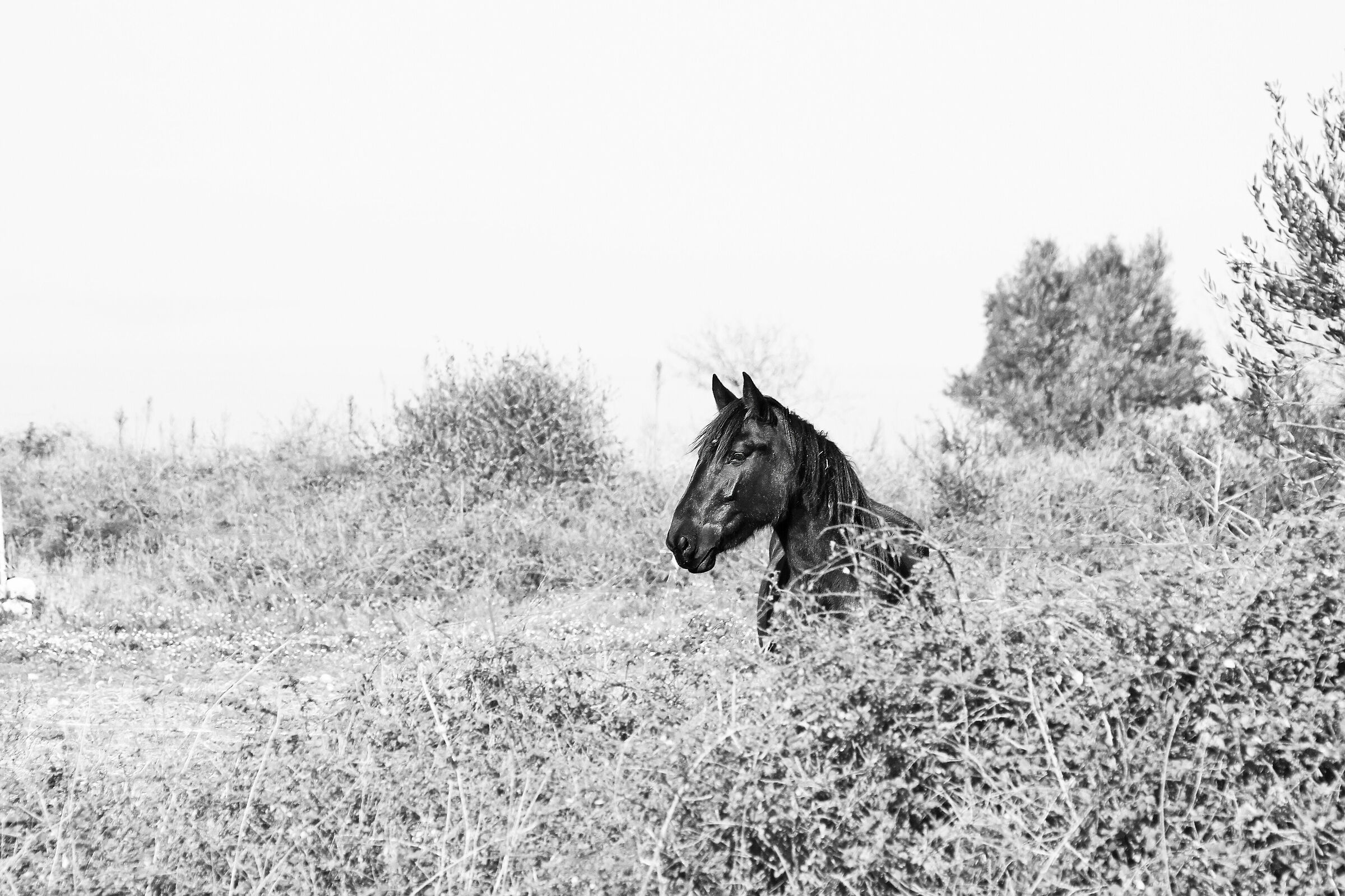Cavallo nero nel bianco