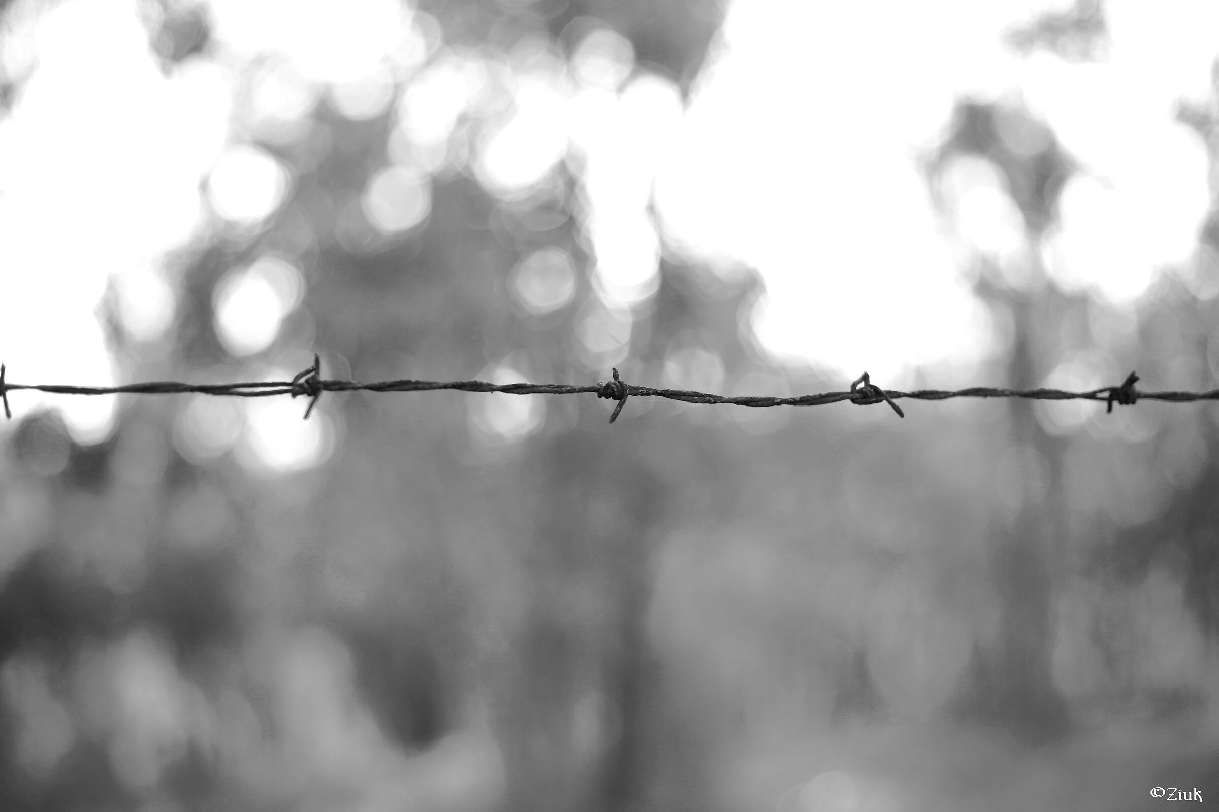 Barbed wire
