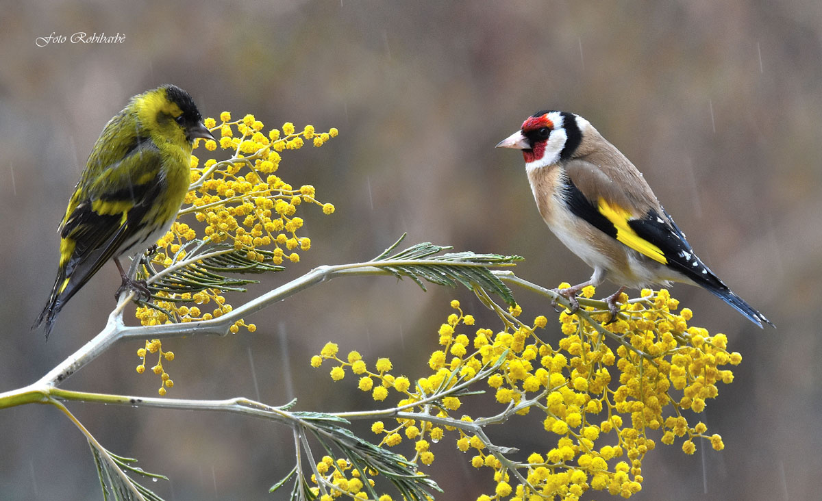 La mimosa contesa...