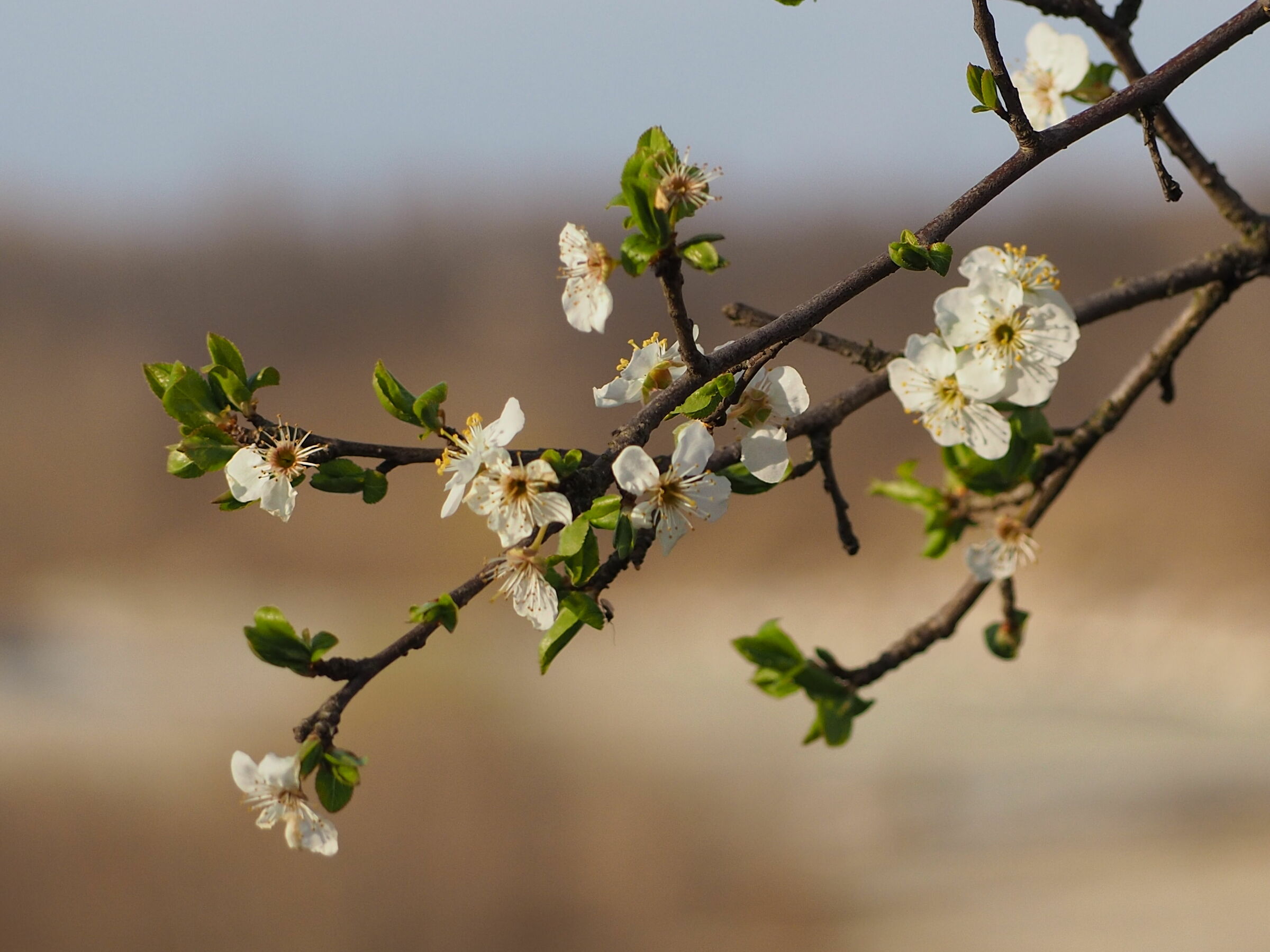 Spring advance