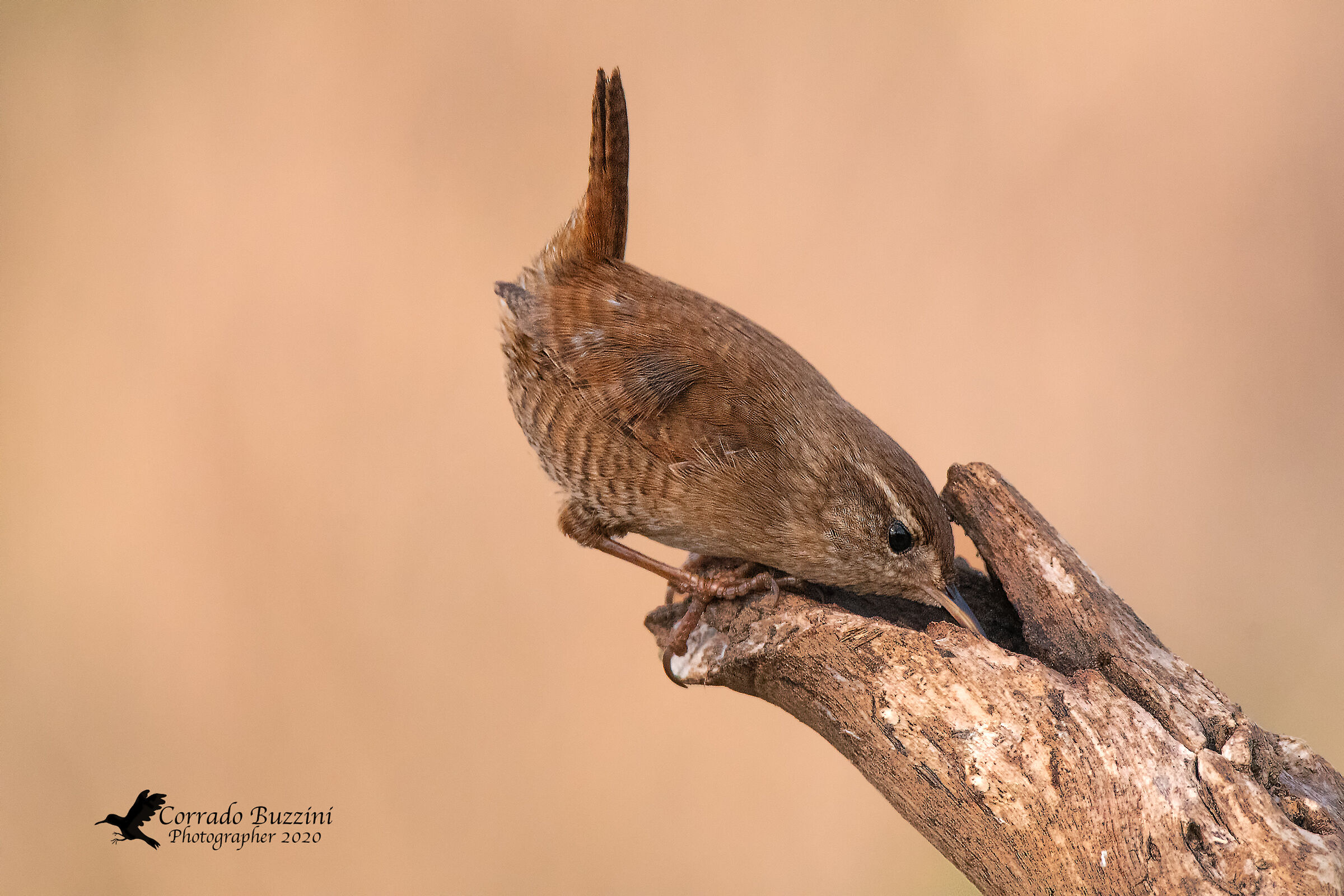 Wren