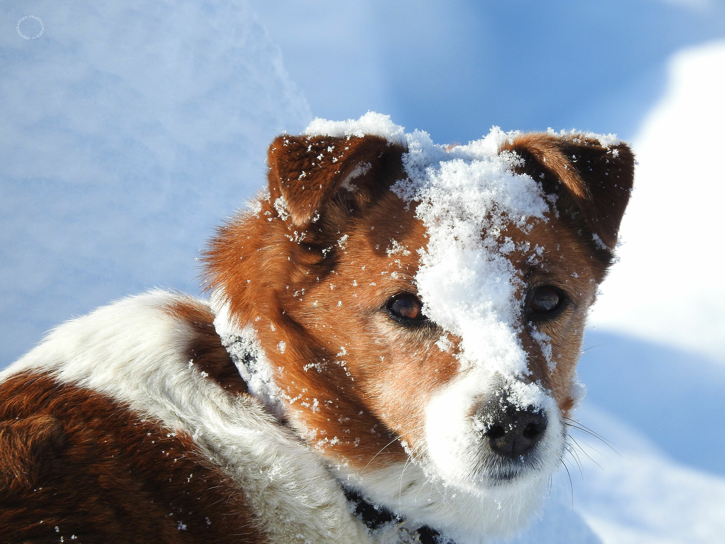 dog-snow