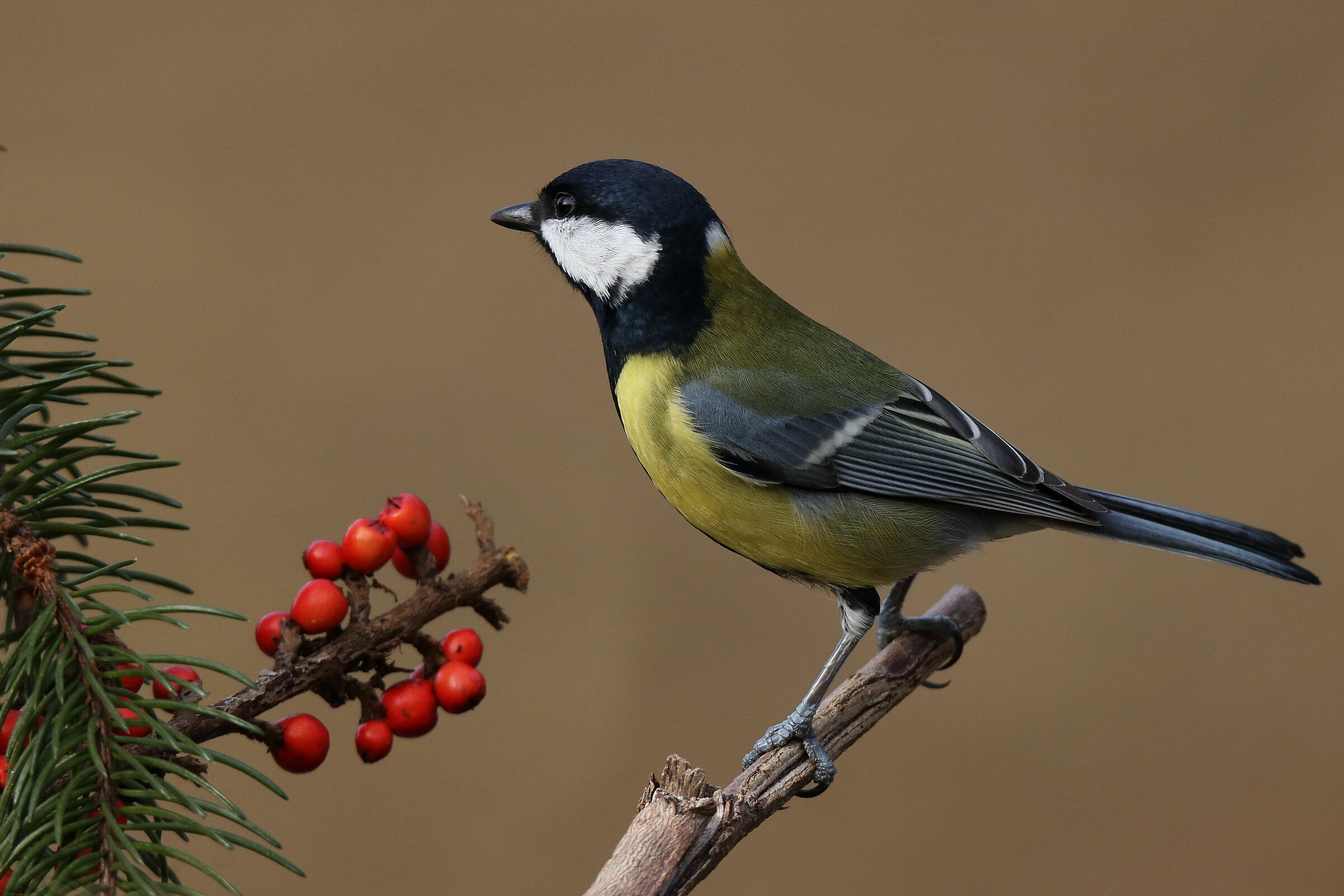 le sfumature della cinciallegra..