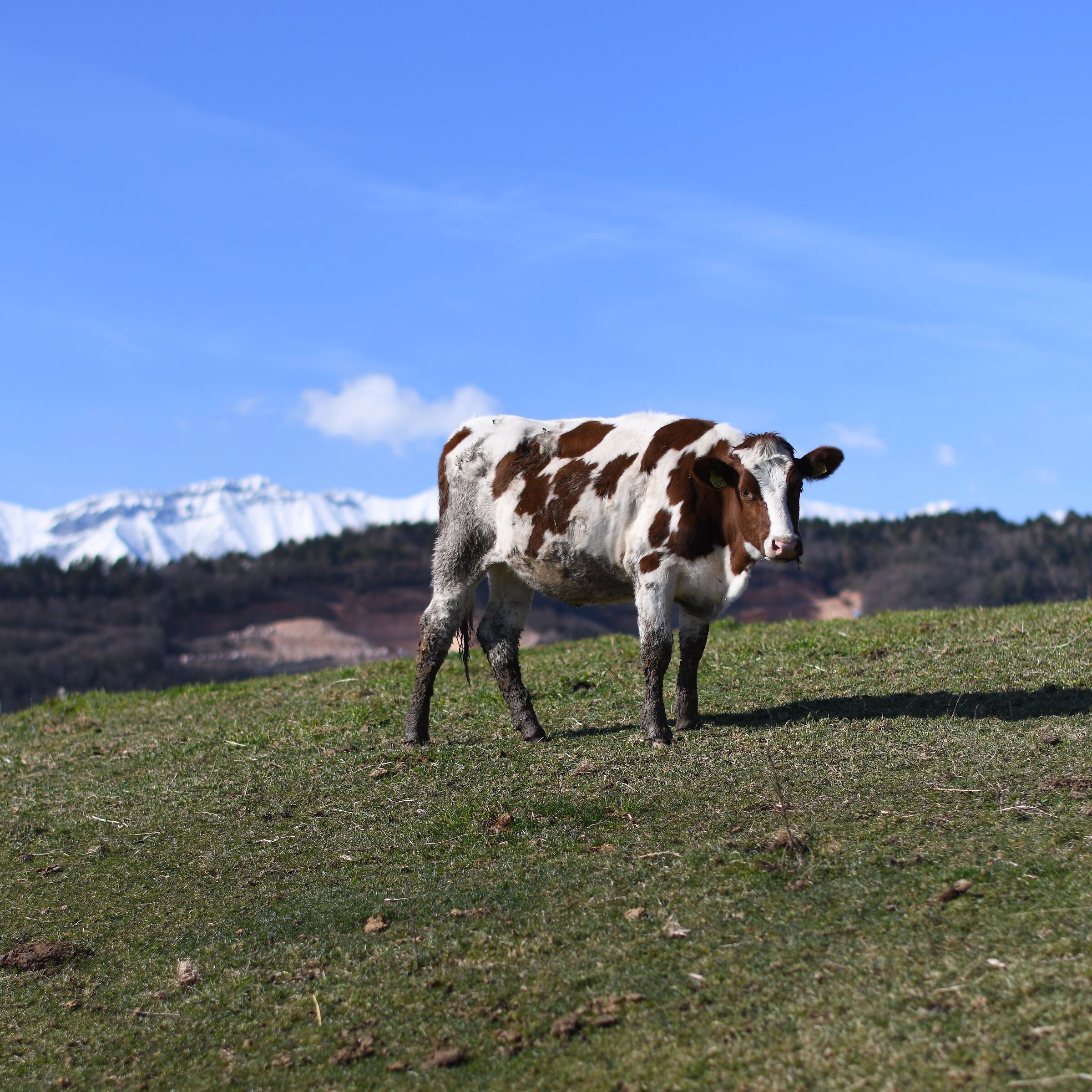 Mucca della Lessinia