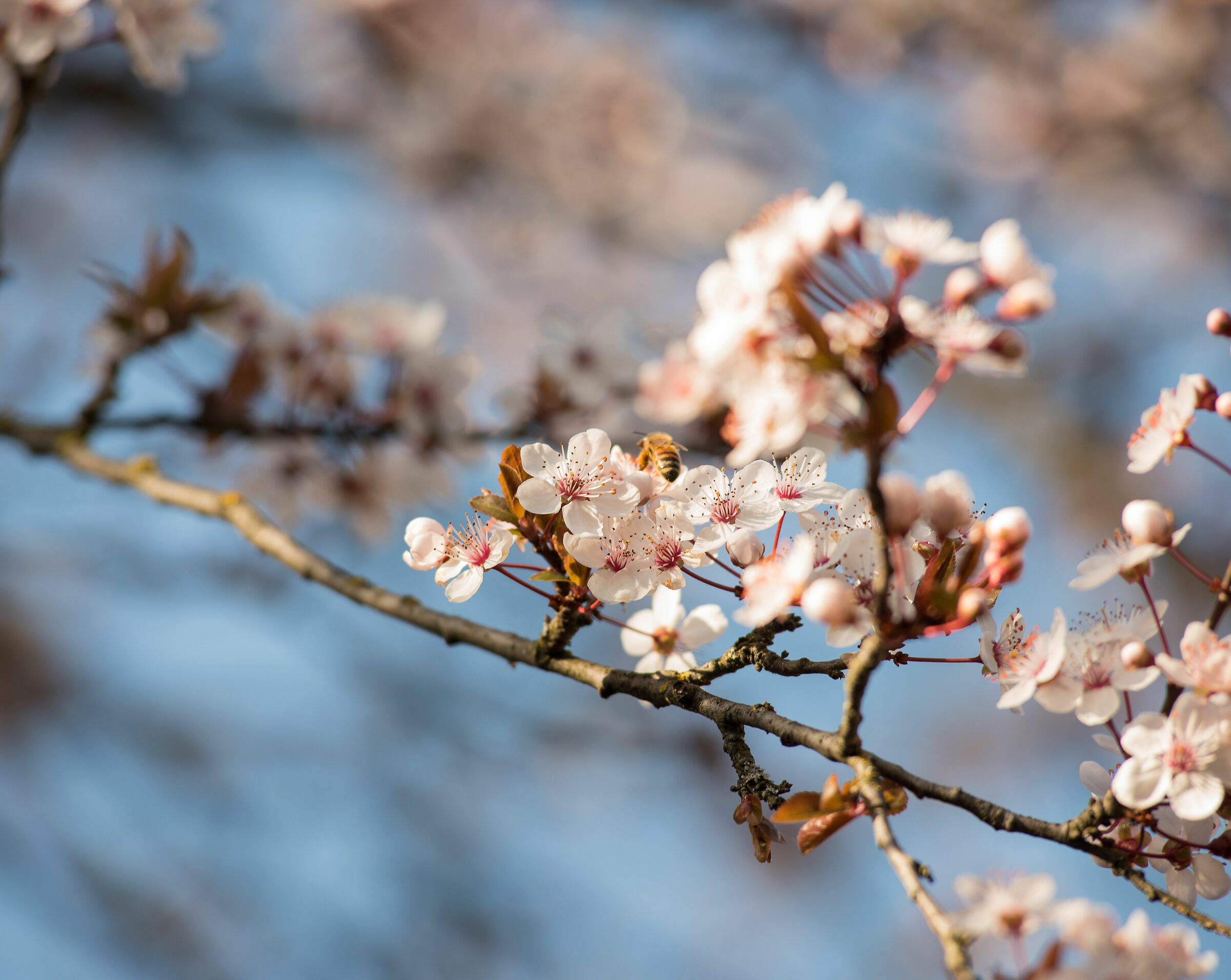 Impollinazione in corso!!