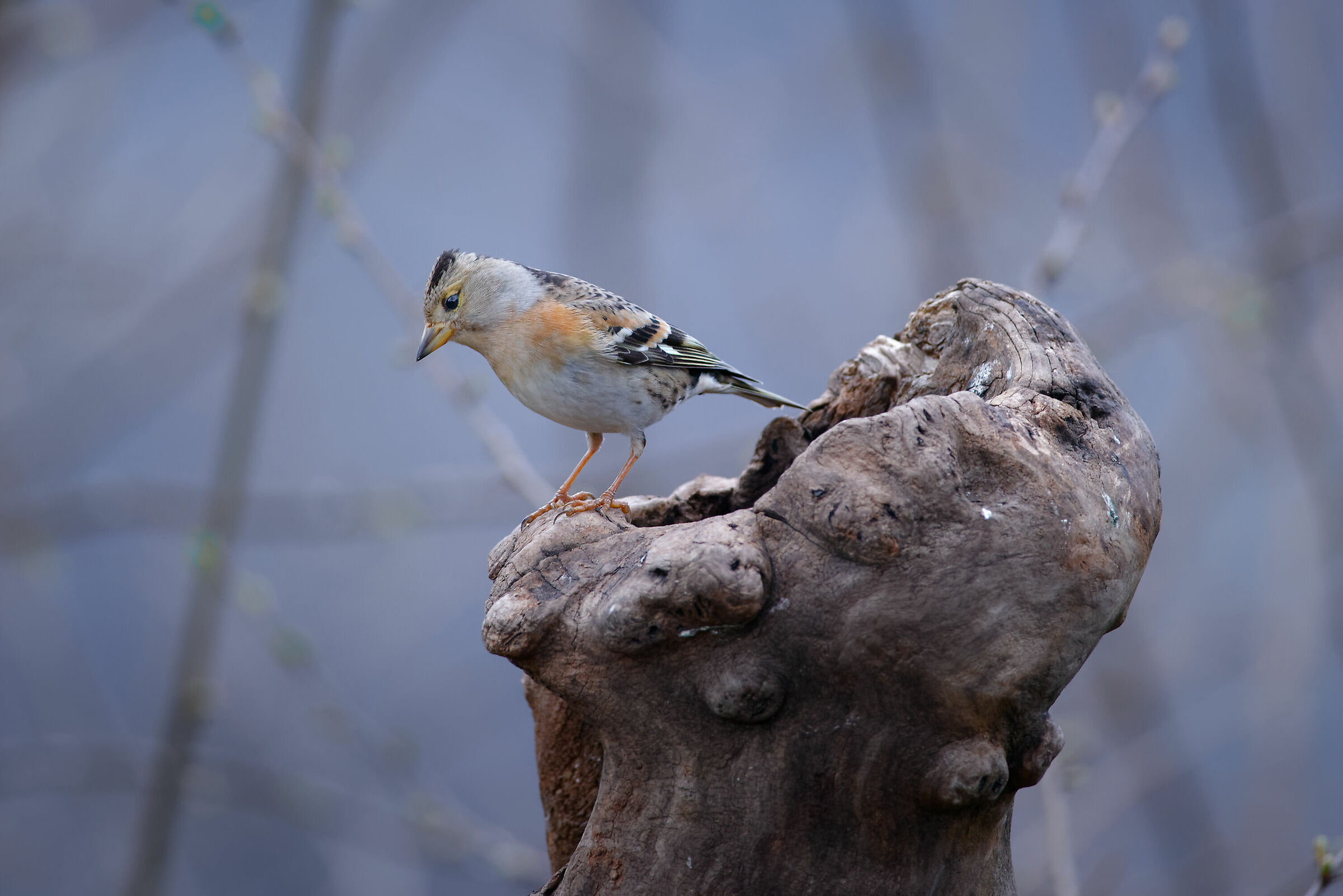 La "Signora" Peppola