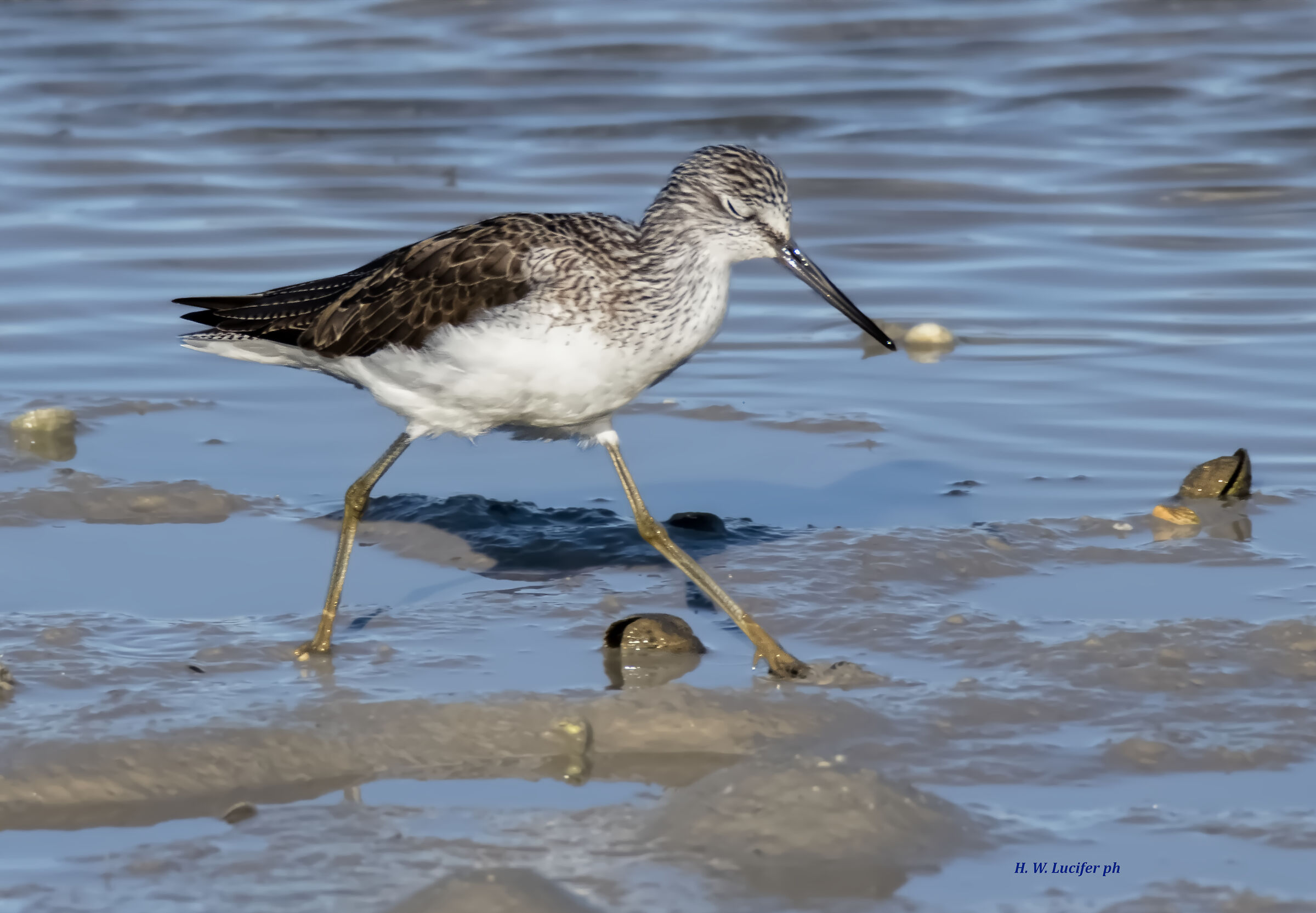 Pantana sonnambula...