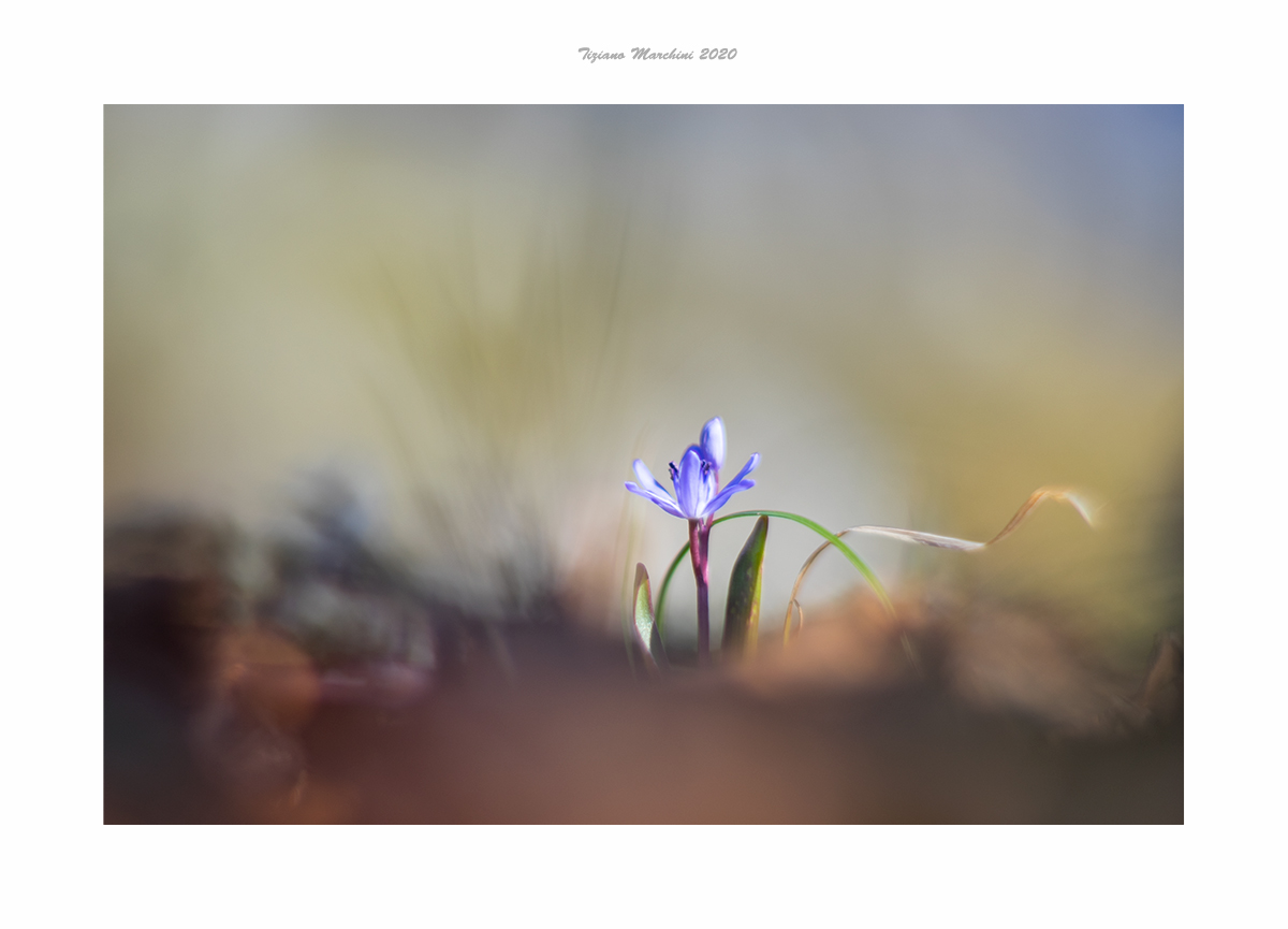 Scilla