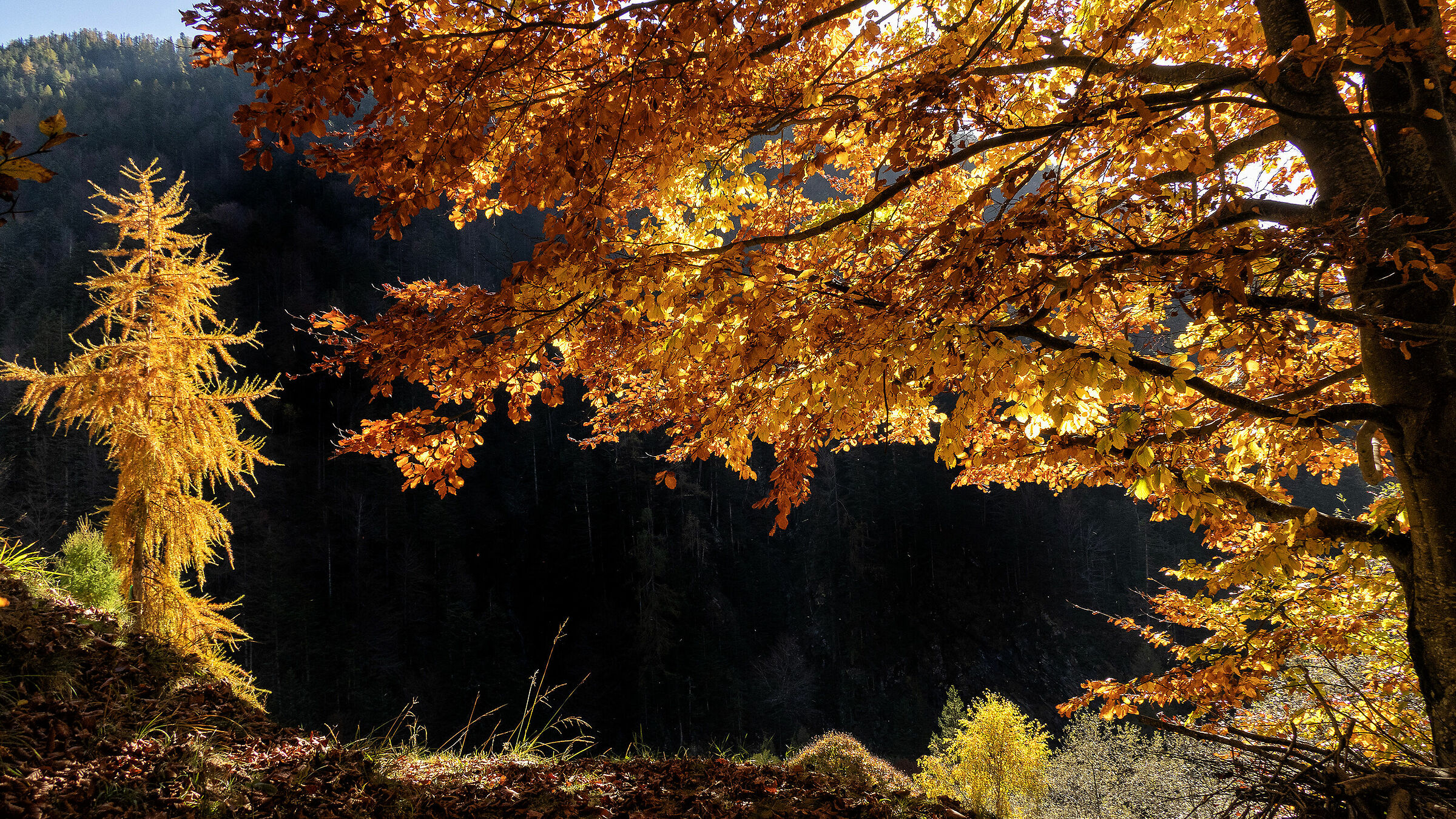 Dialoghi autunnali...