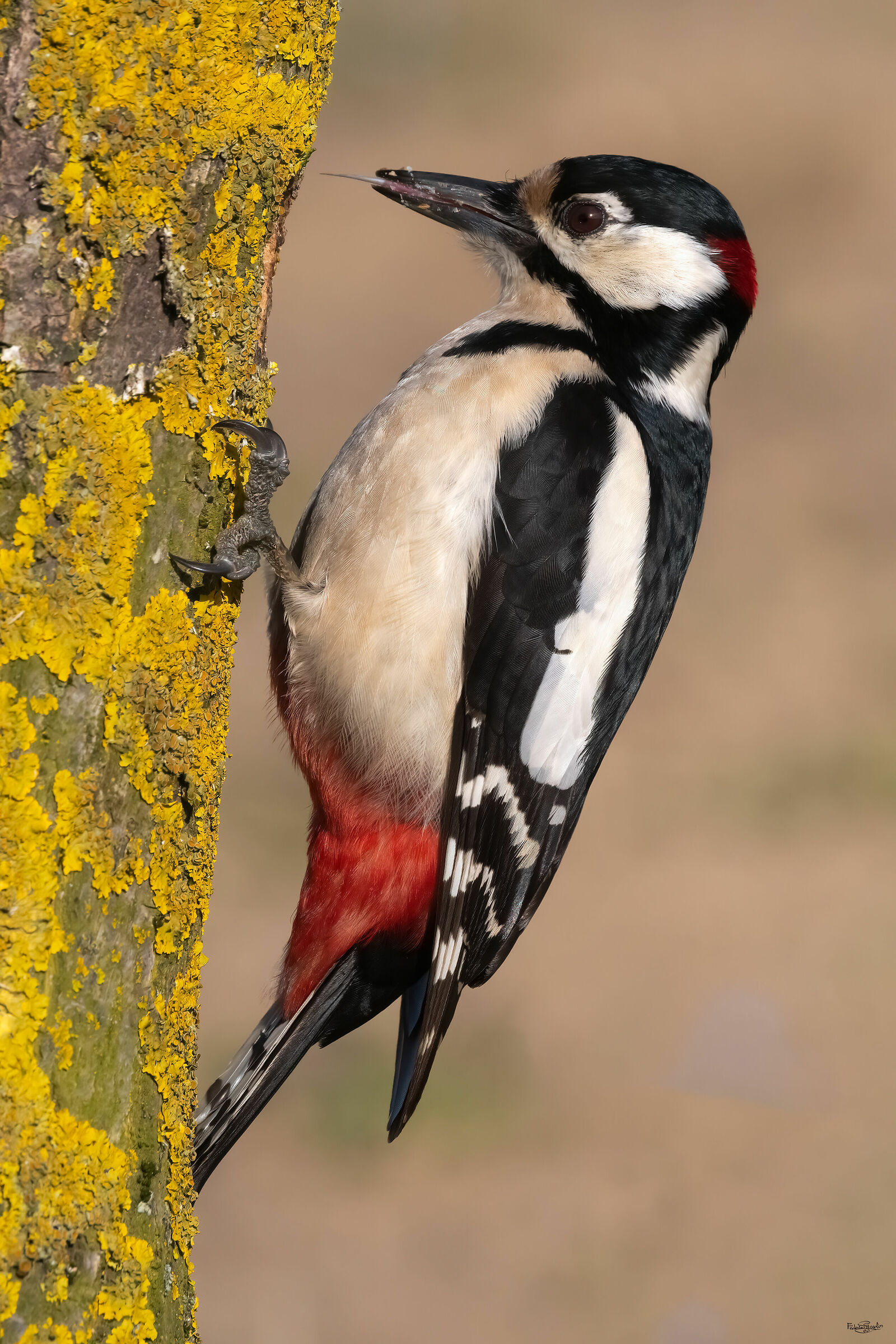 Major red woodpecker