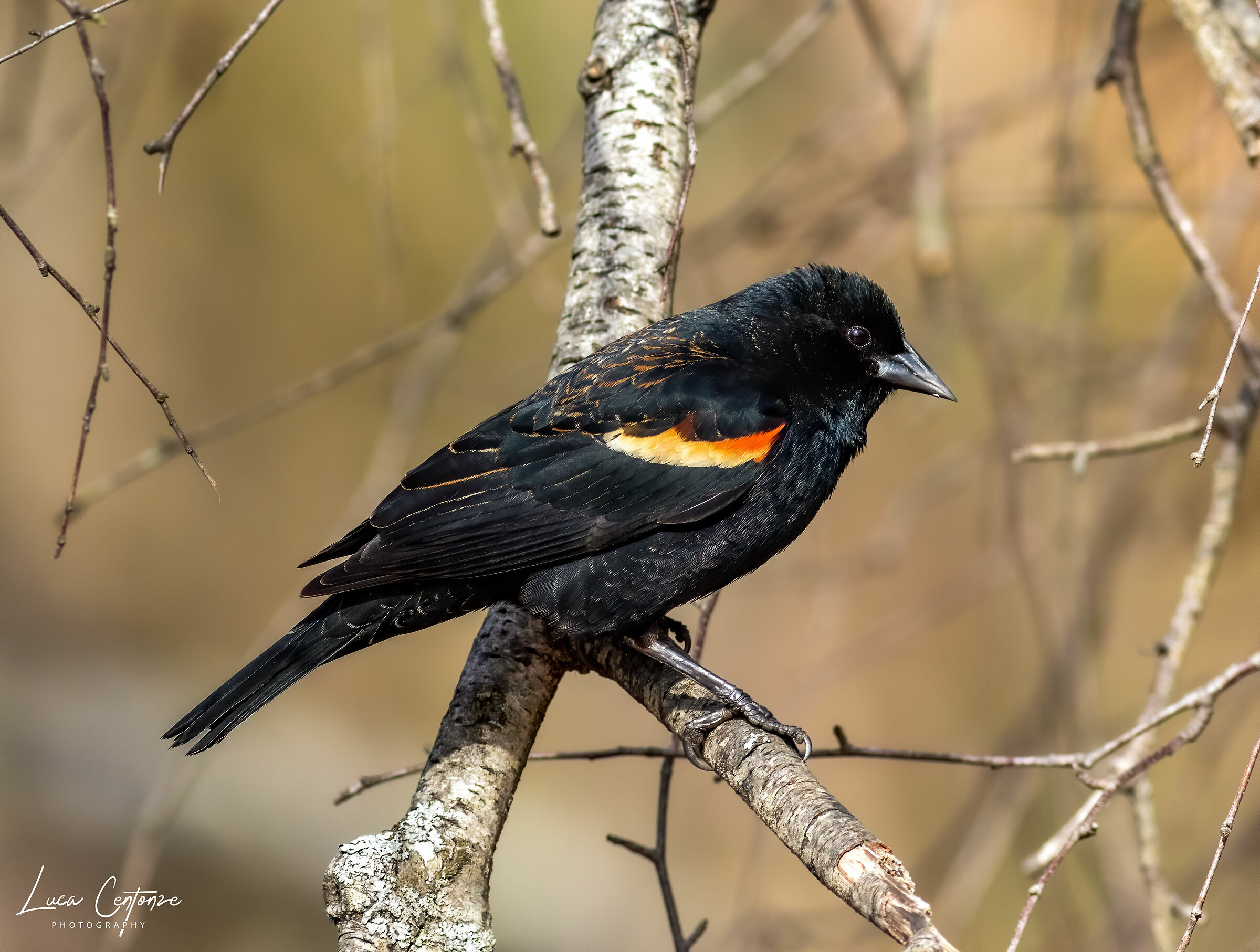 Red Widget Blackbird