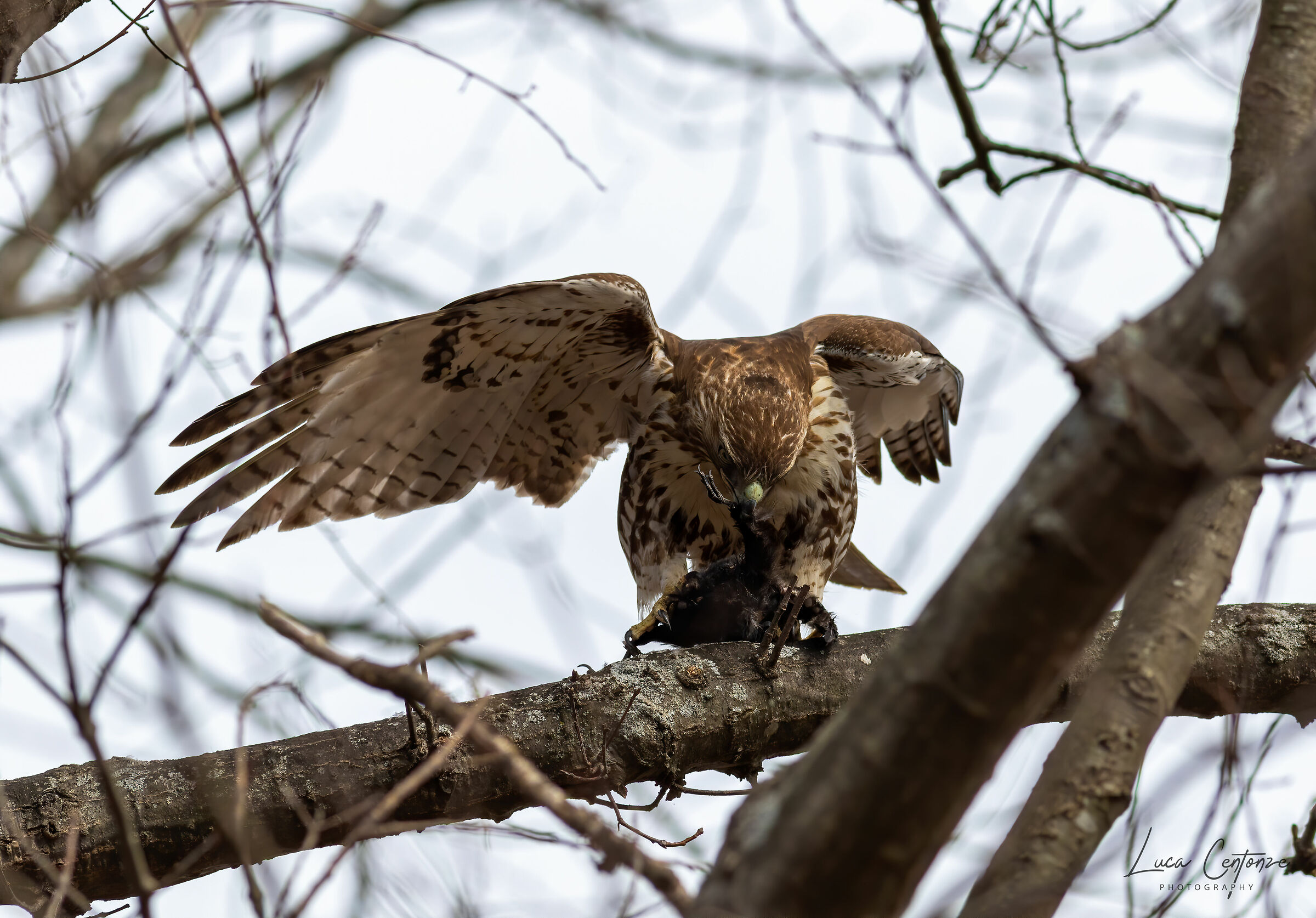 Poiana Codarossa con preda