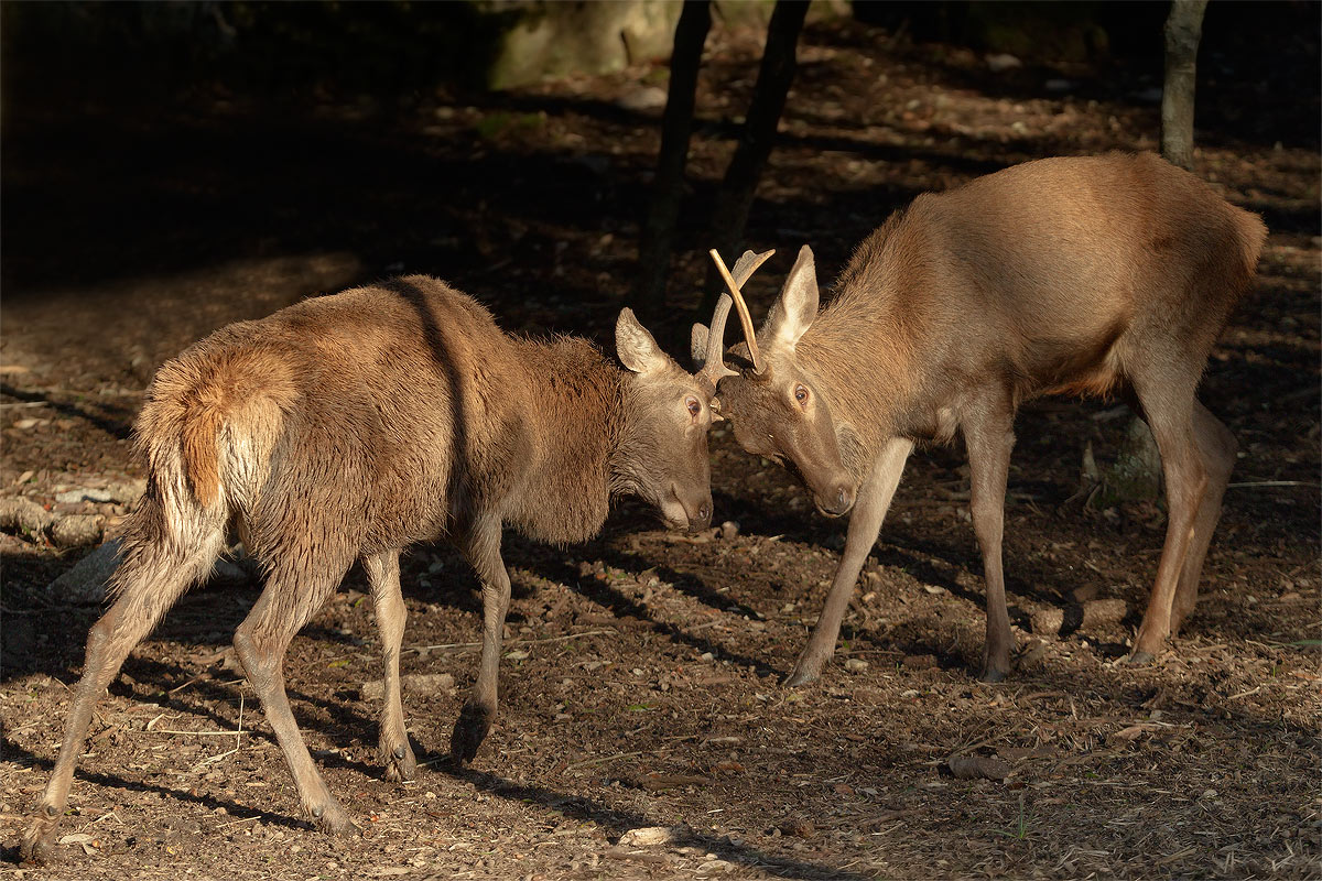 Giovani cervi Sardi in combattimento