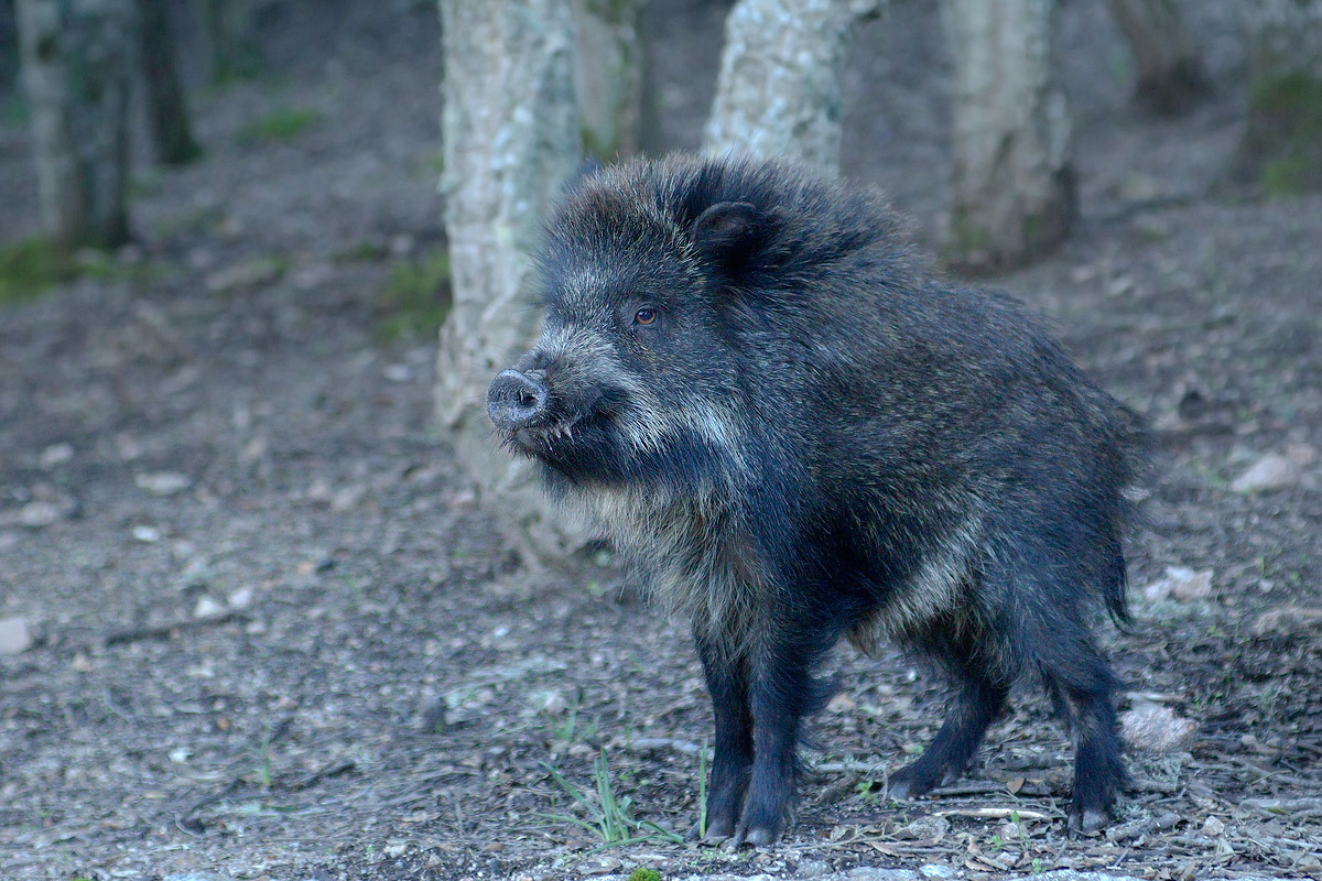 Young Sardinian wild boar