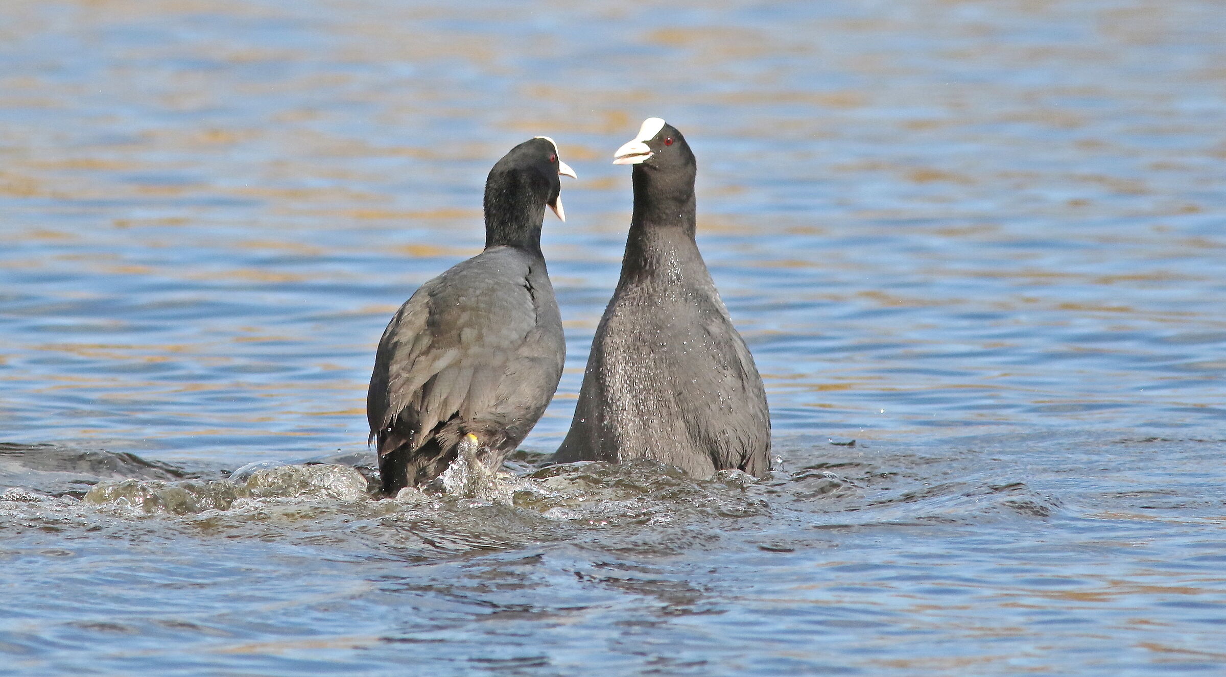 Coots