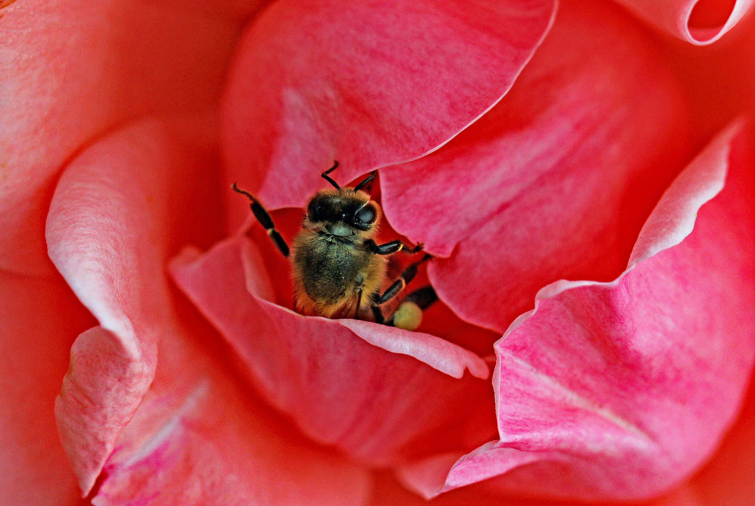 Pink with bee
